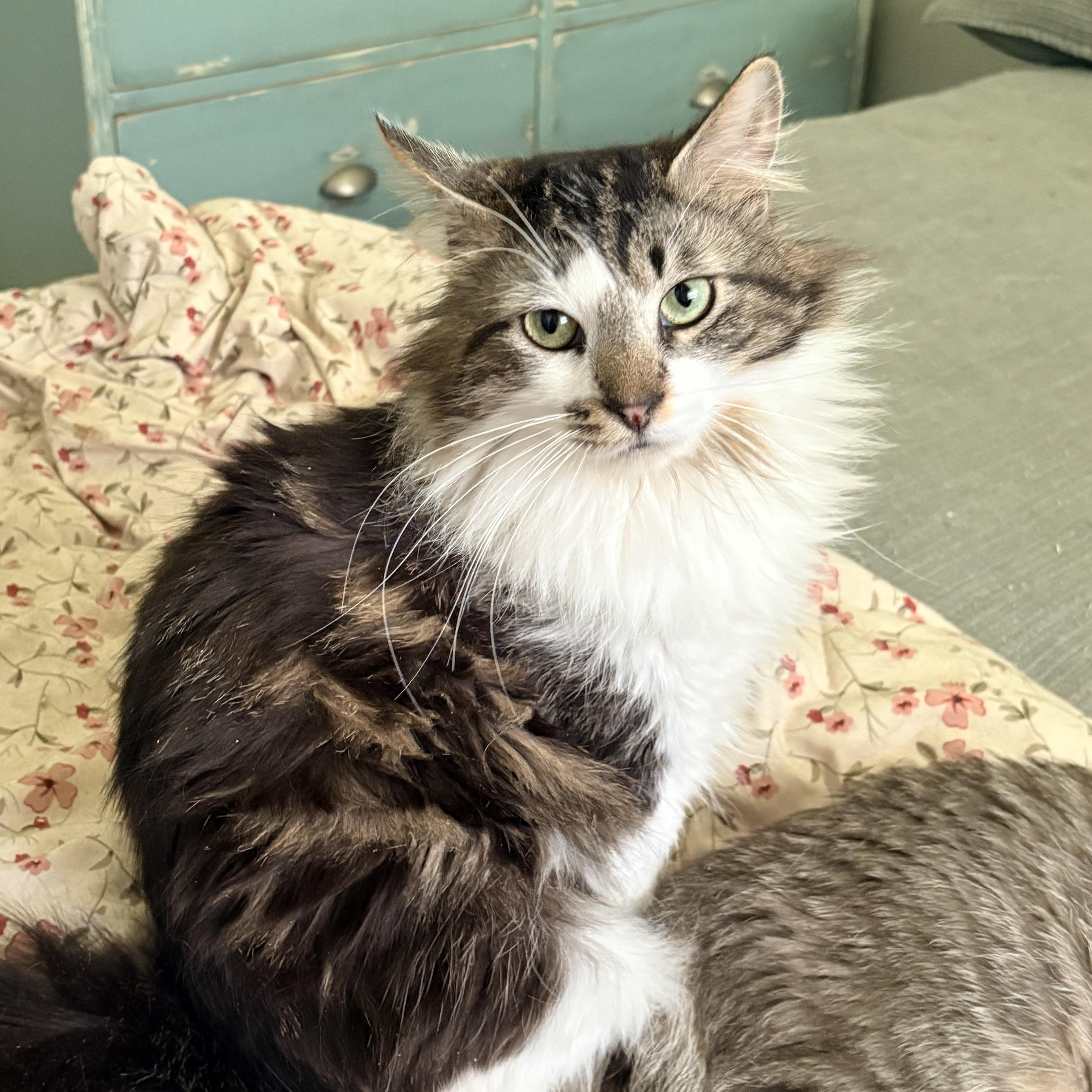 Kirk, adopted, Young Male Domestic Long Hair.