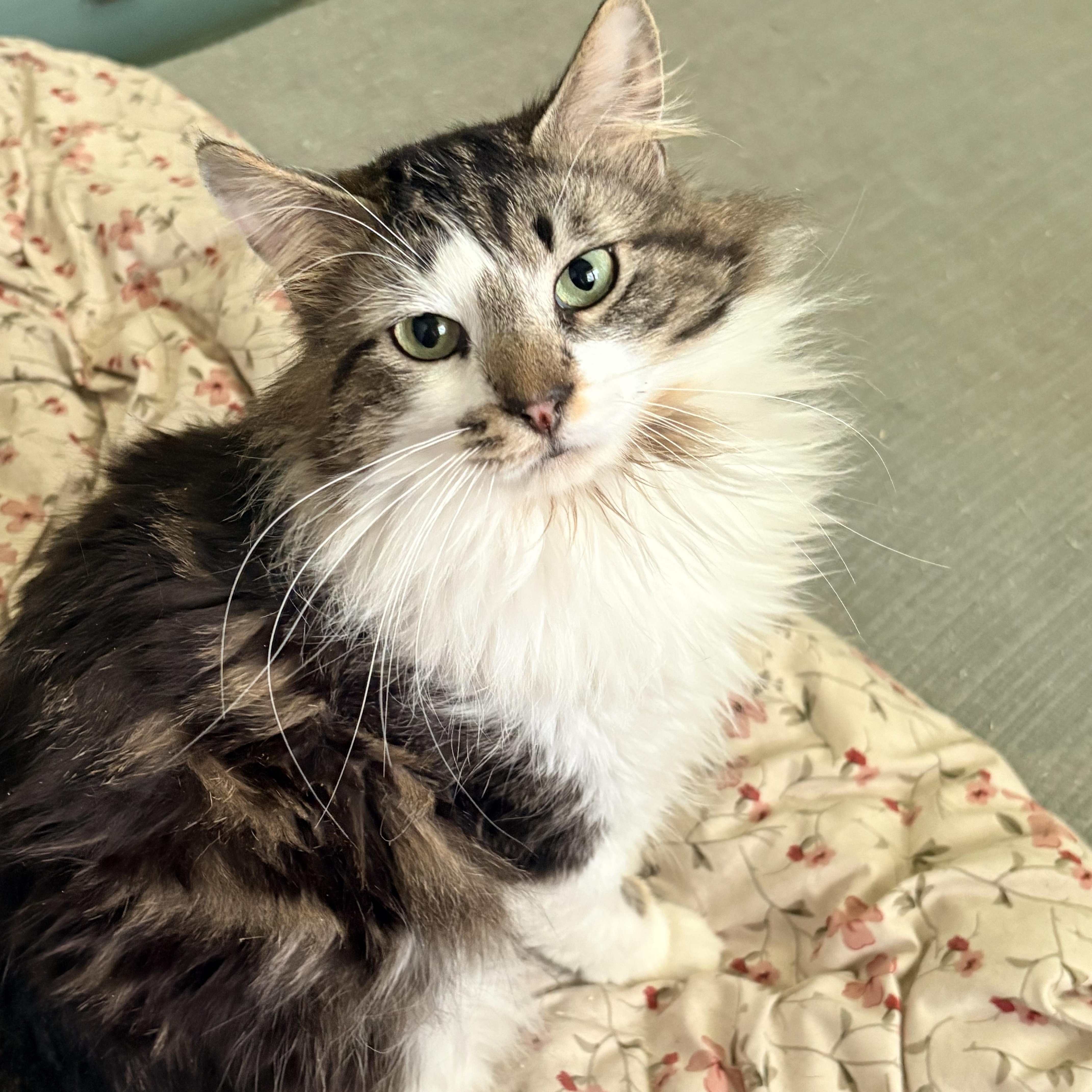Kirk, an adopted Domestic Long Hair in Fredericton, NB image 3/6