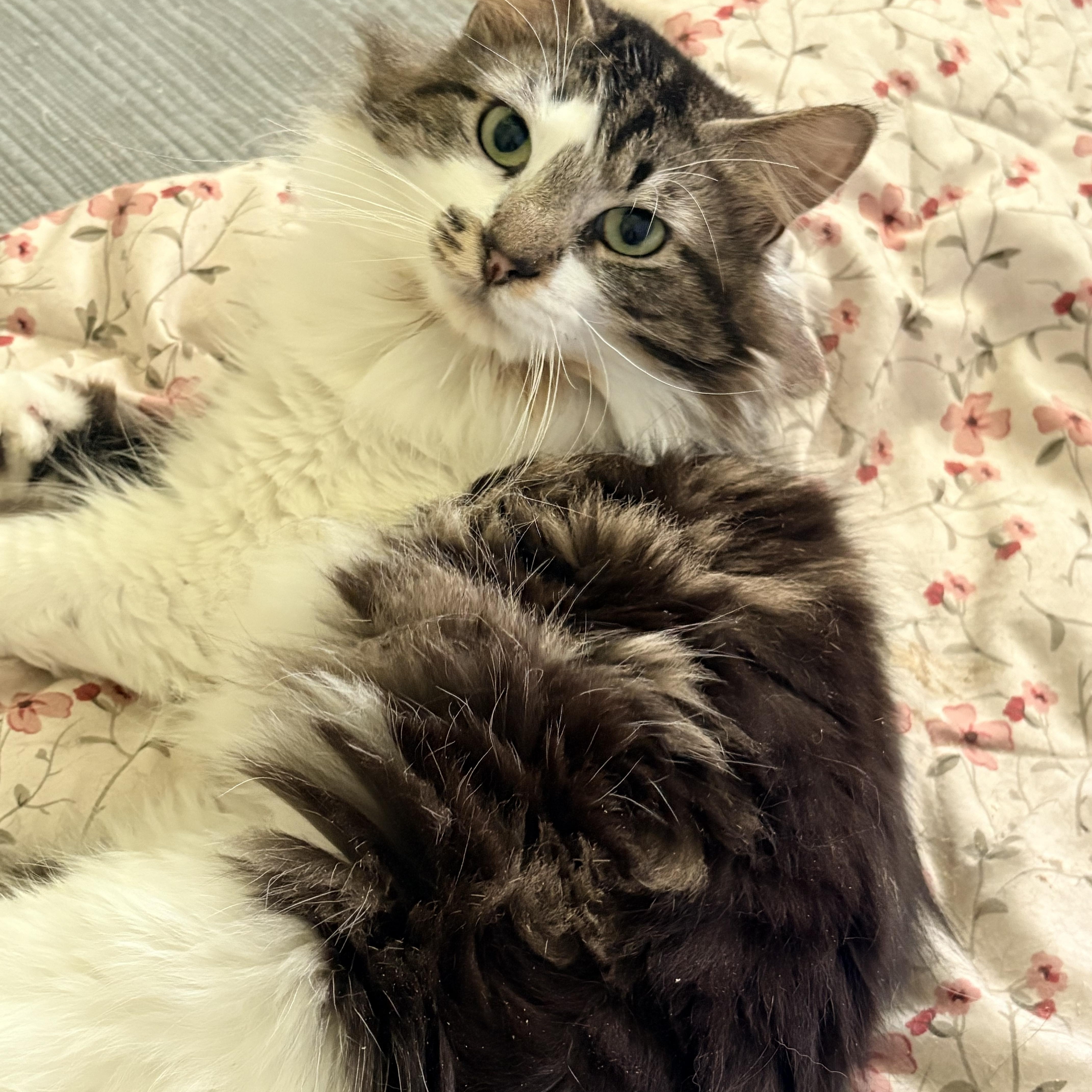 Kirk, an adopted Domestic Long Hair in Fredericton, NB image 5/6