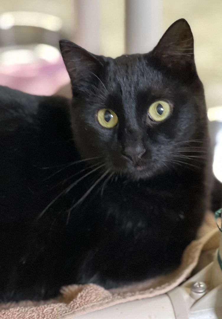 Enlarge James Christopher, a Adoptable Domestic Short Hair in Jackson, MO image 1/1