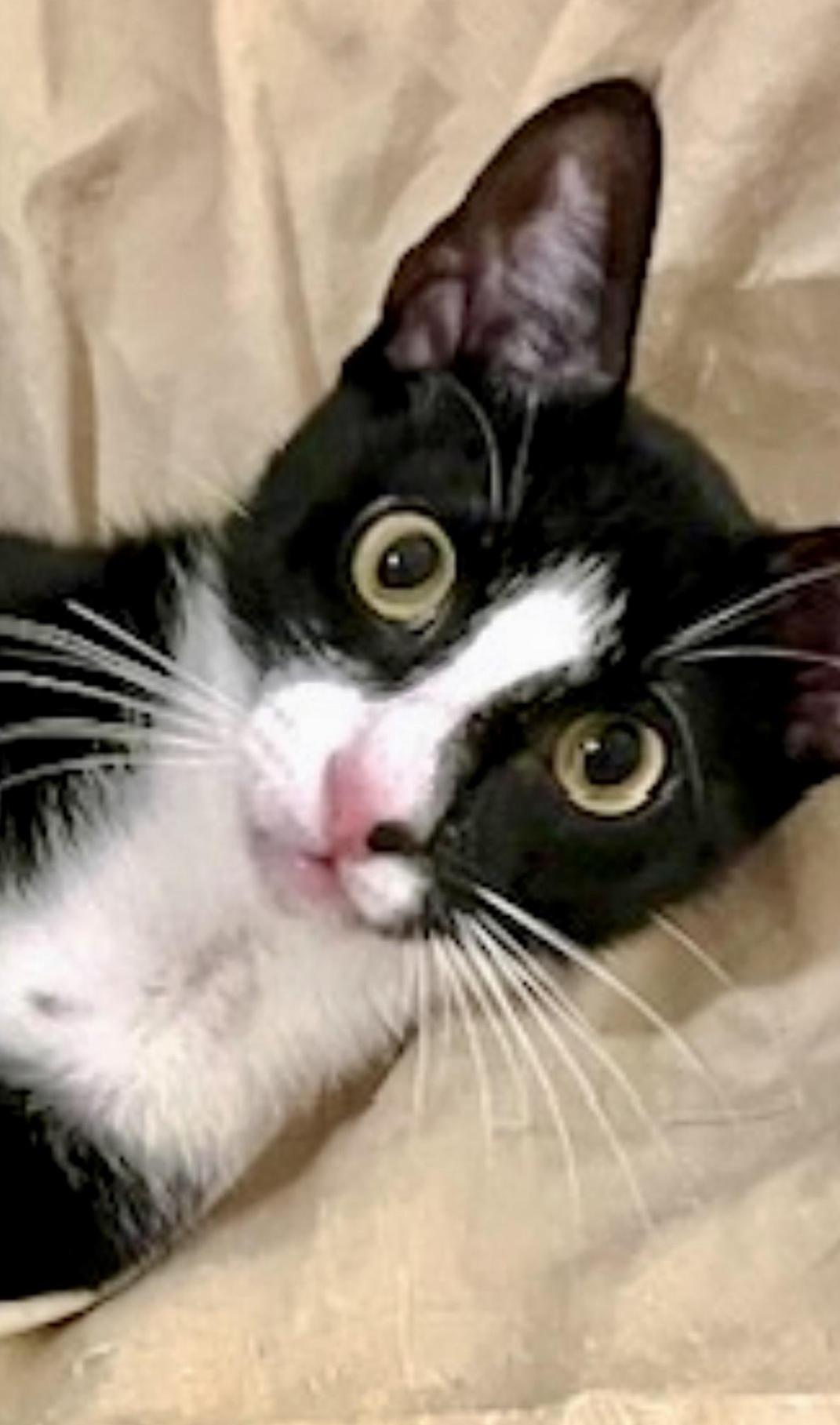 Jet - the cat with Swagger