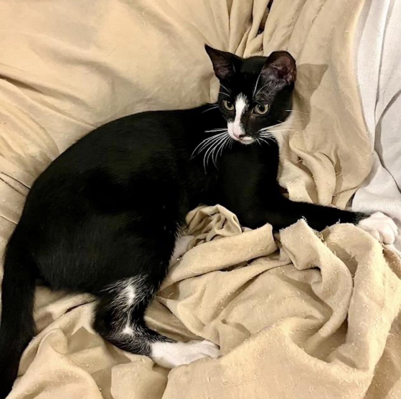 Jet - the cat with Swagger