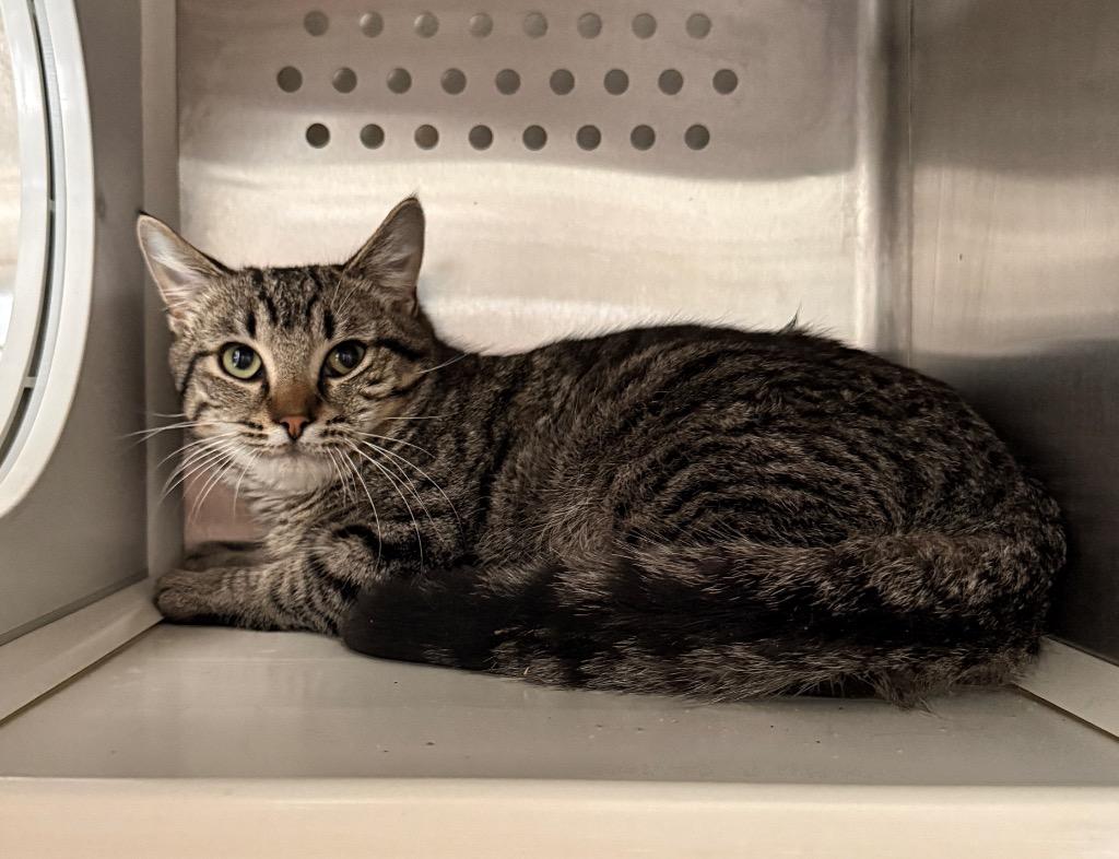 Enlarge Myers, a Adoptable mixed breed in Columbia, TN image 1/1