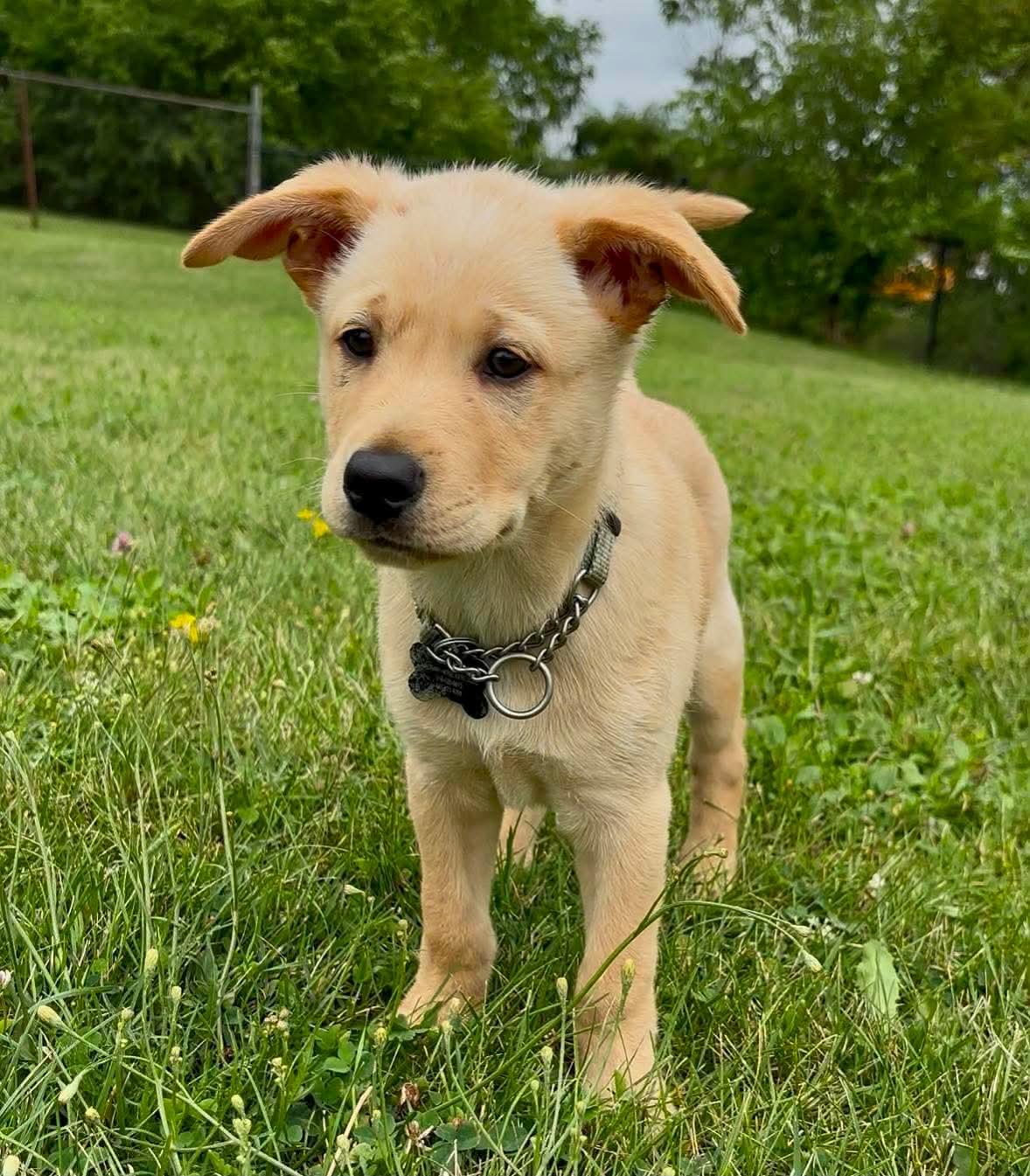 Jeffery, ADOPTABLE, Puppy Male Shepherd & Labrador Retriever.