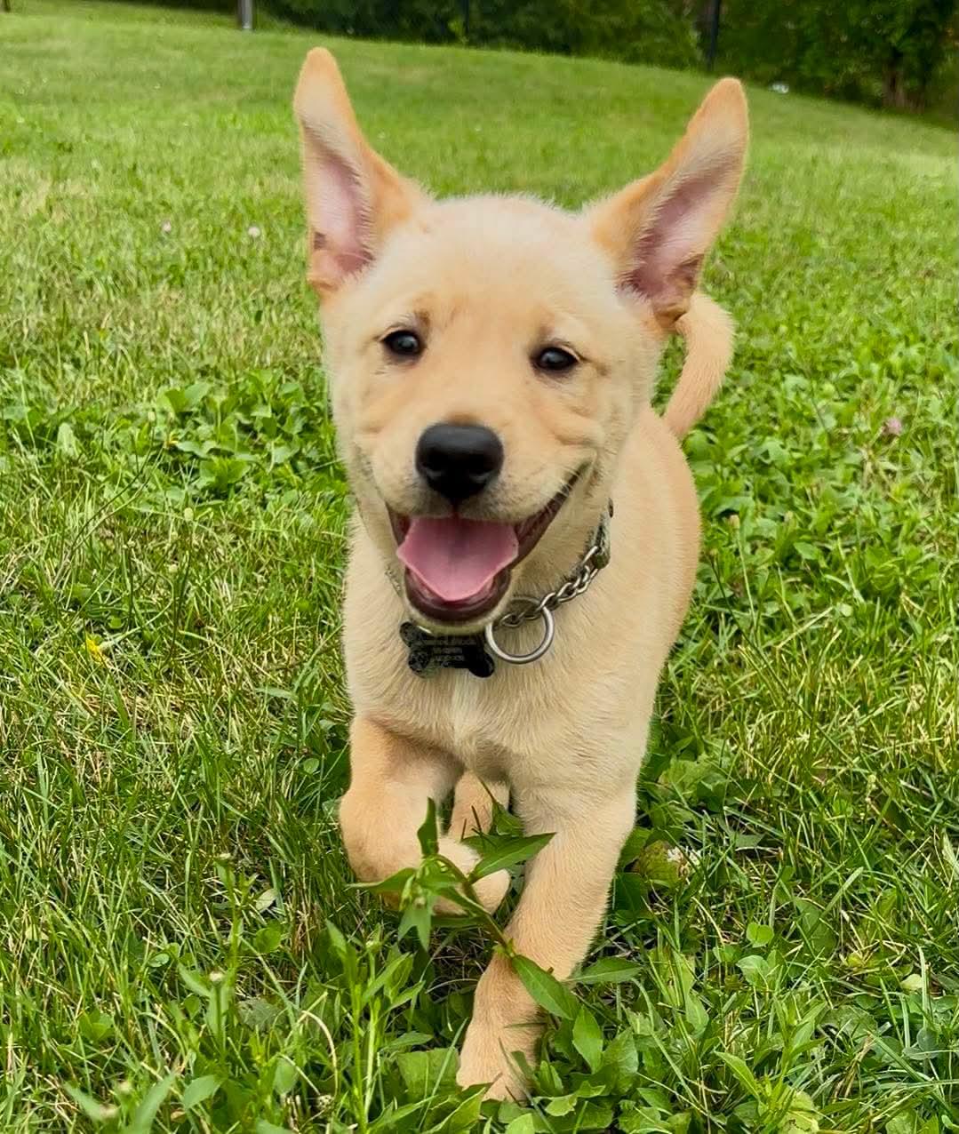 Jeffery, a ADOPTABLE mixed breed in Port Colborne , ON image 6/6