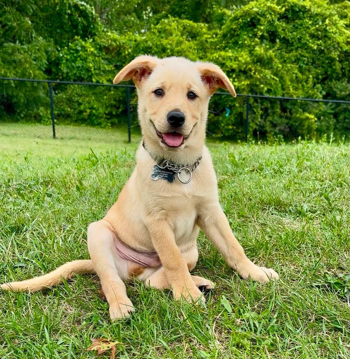 Jeffery, a ADOPTABLE mixed breed in Port Colborne , ON image 3/6