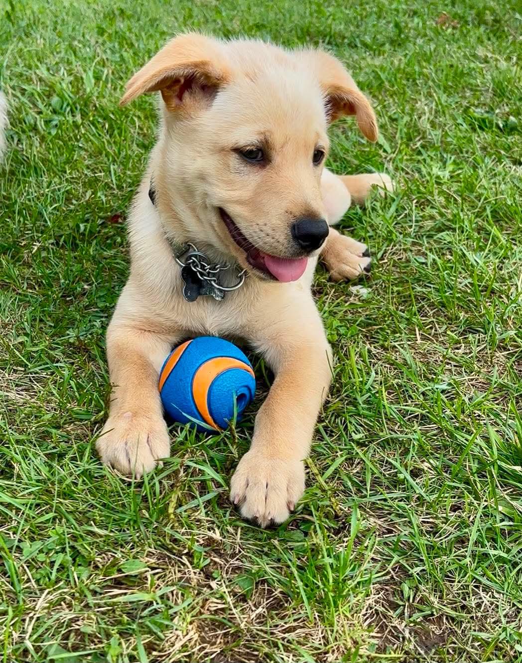 Jeffery, a ADOPTABLE mixed breed in Port Colborne , ON image 2/6