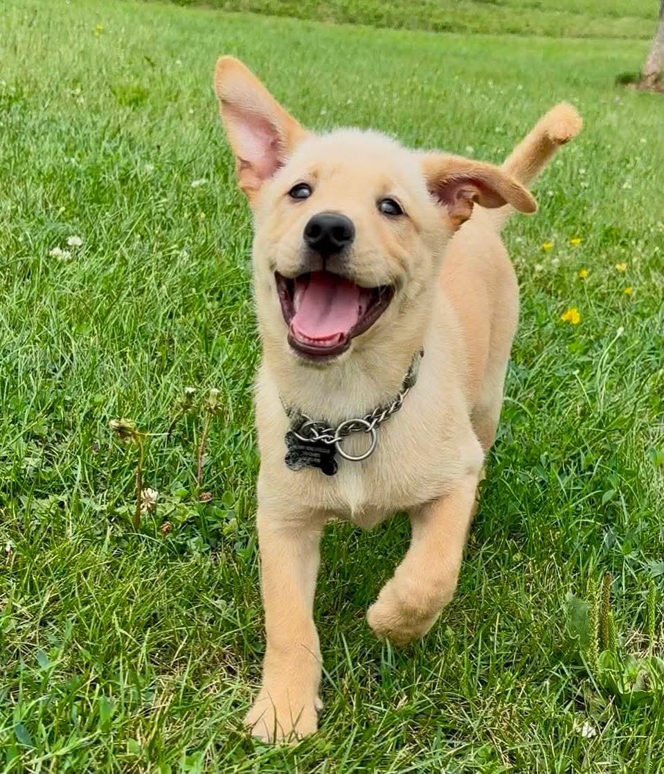 Jeffery, a ADOPTABLE mixed breed in Port Colborne , ON image 5/6