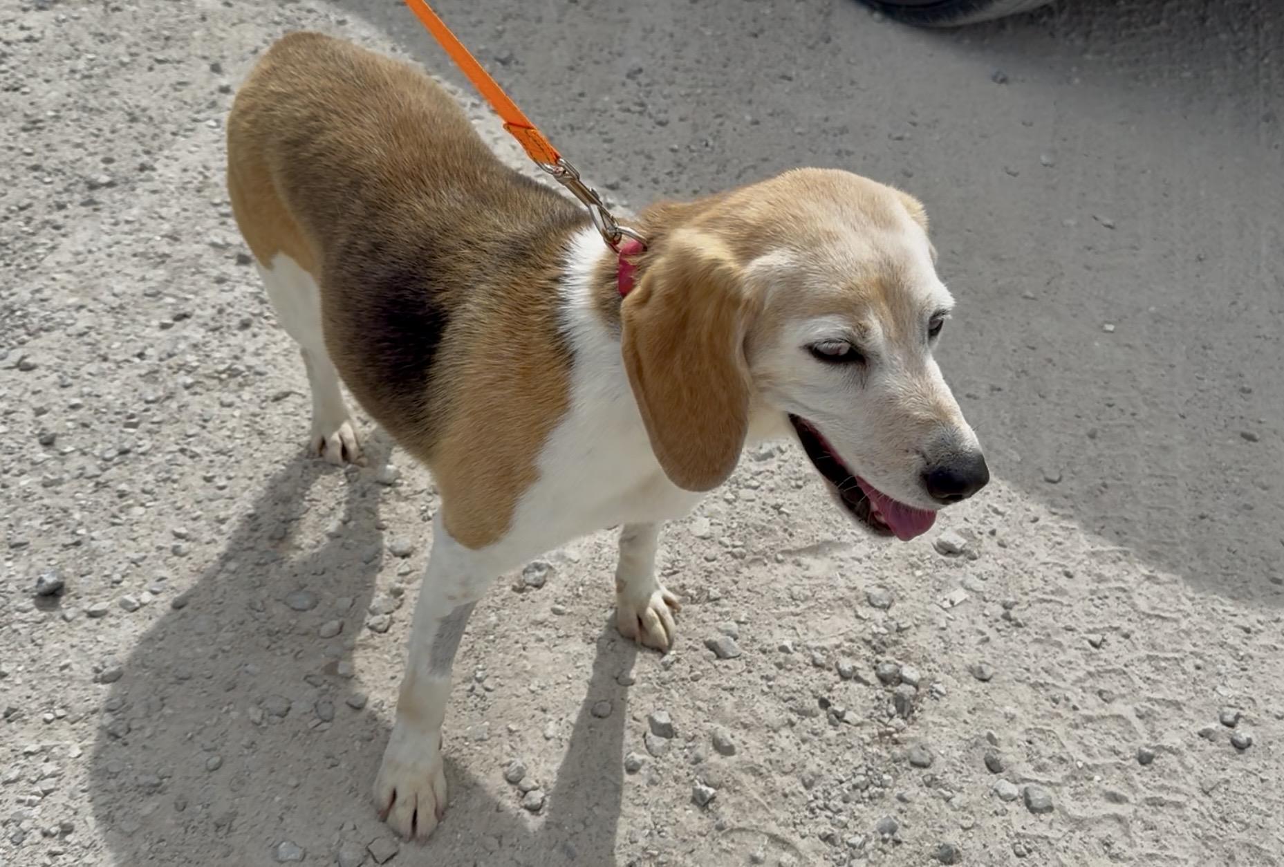 Enlarge Nike, a Adoptable Beagle in Mexico, MO image 1/1
