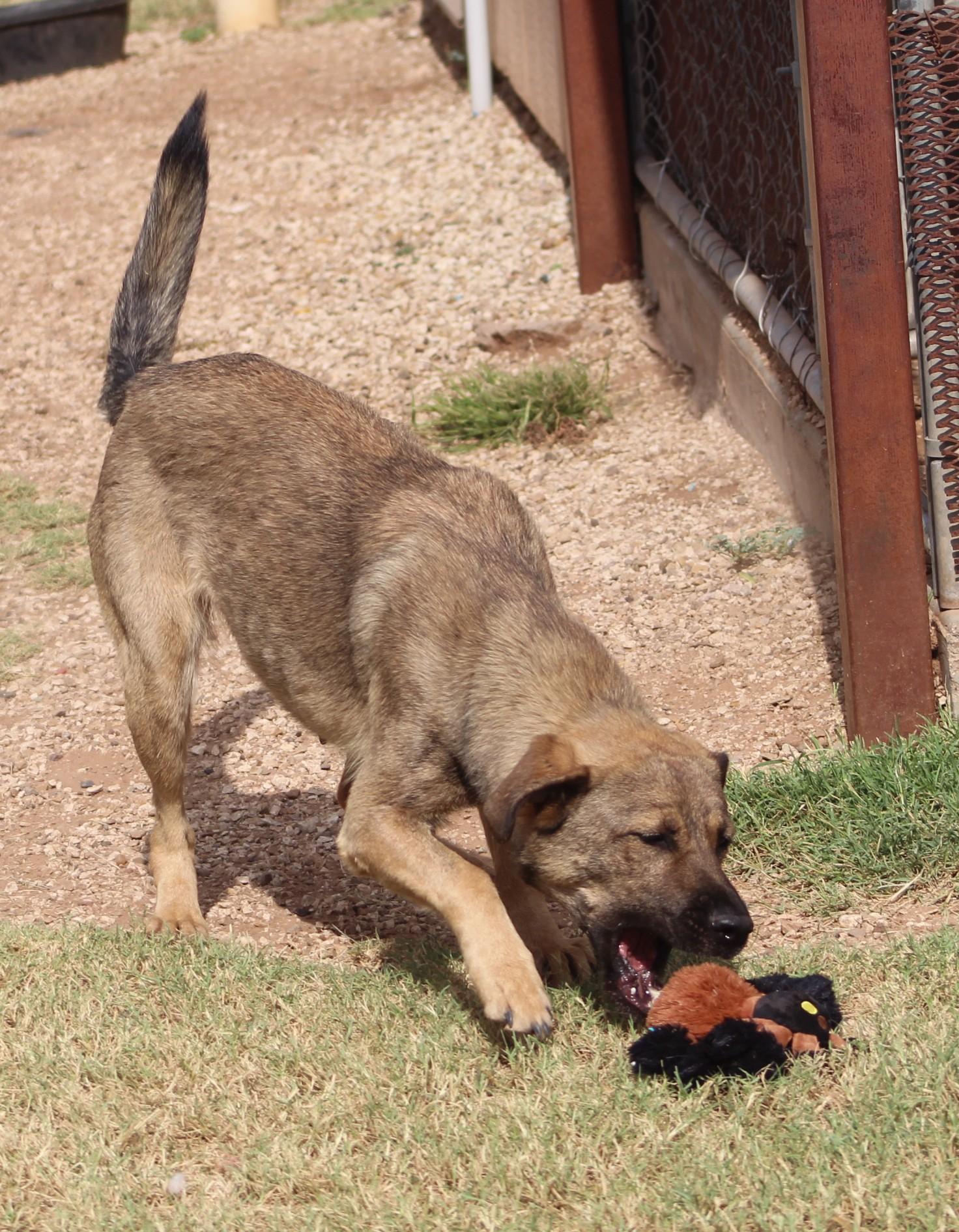 Nova, a Adoptable mixed breed in Post, TX image 2/6