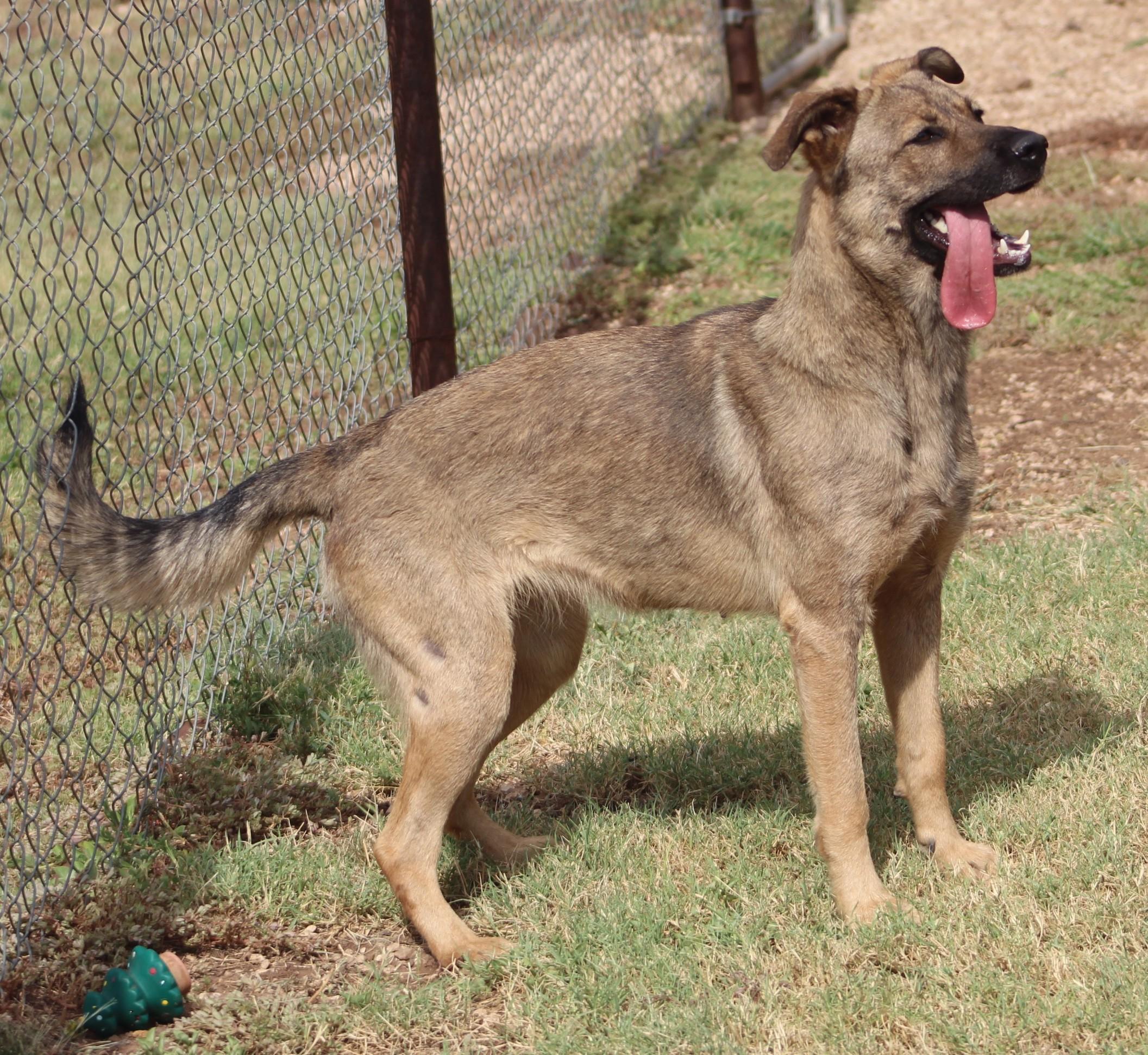 Nova, a Adoptable mixed breed in Post, TX image 3/6