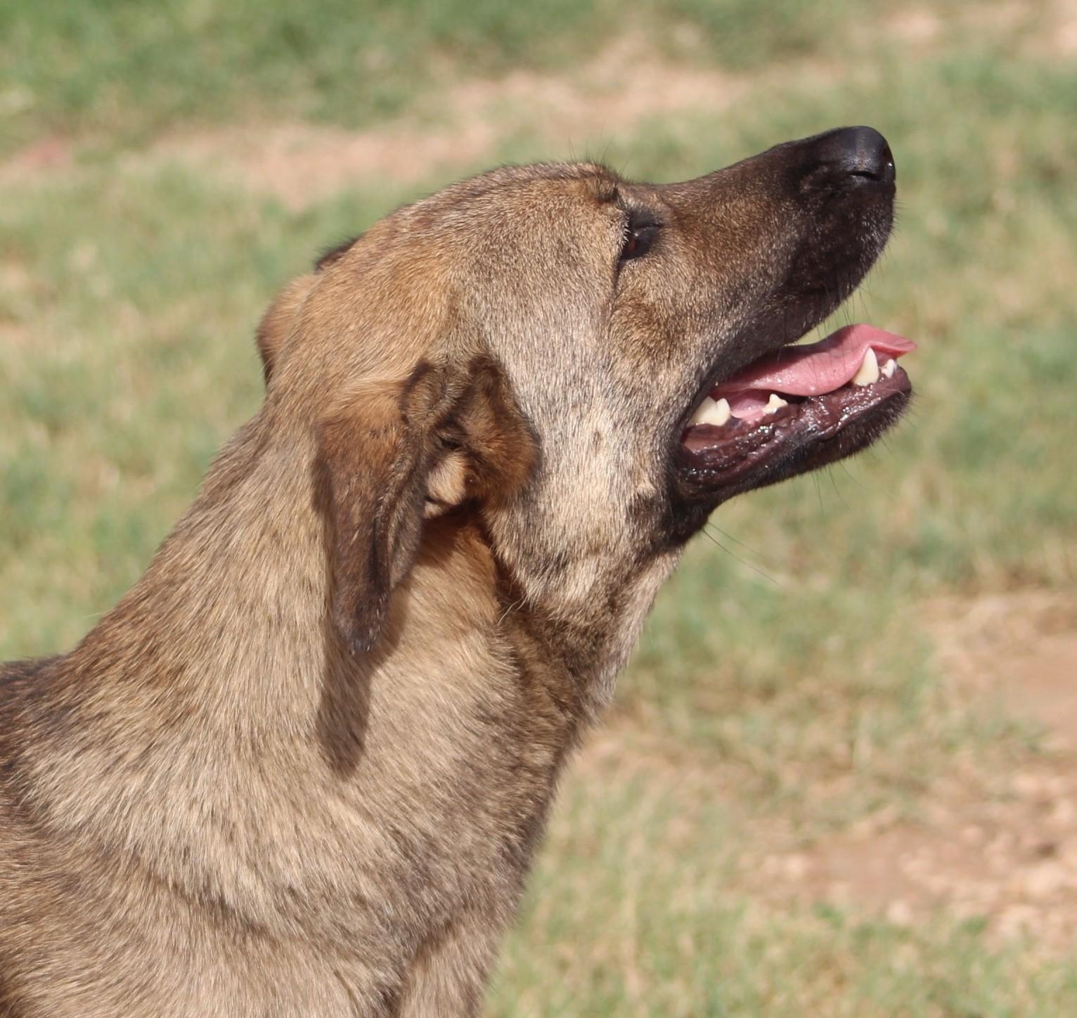 Nova, a Adoptable mixed breed in Post, TX image 4/6