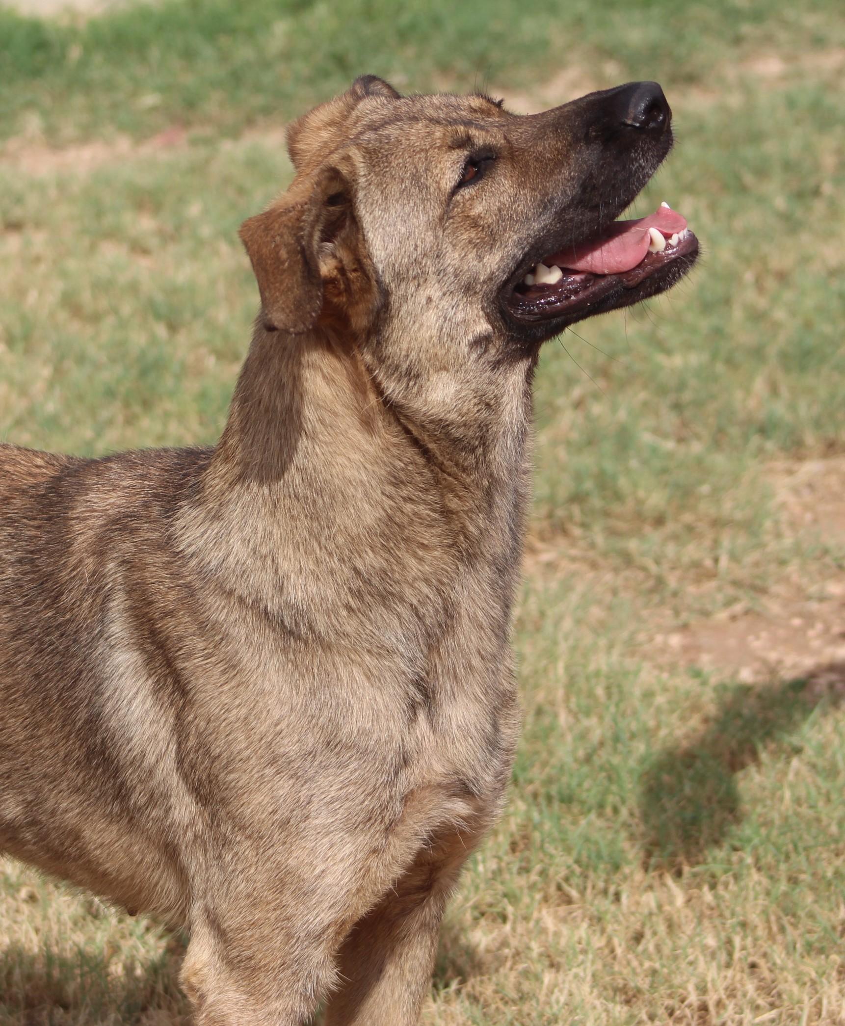 Nova, Adoptable, Young Female German Shepherd Dog.