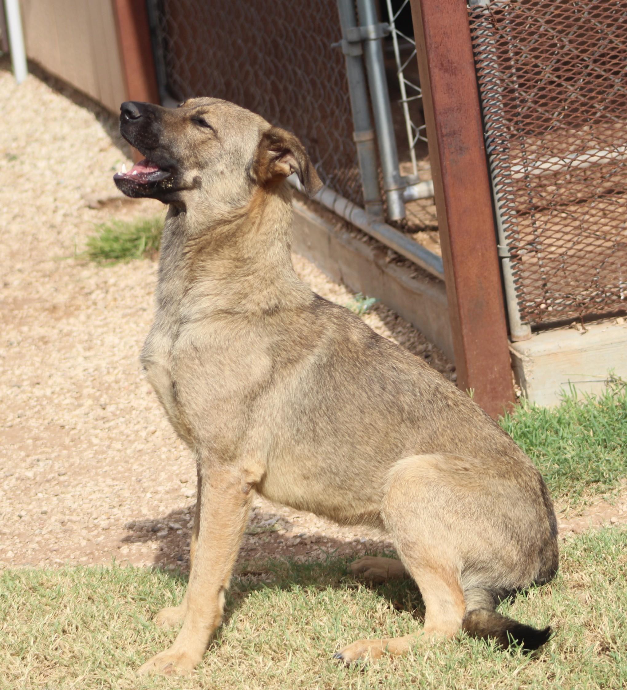 Nova, a Adoptable mixed breed in Post, TX image 5/6