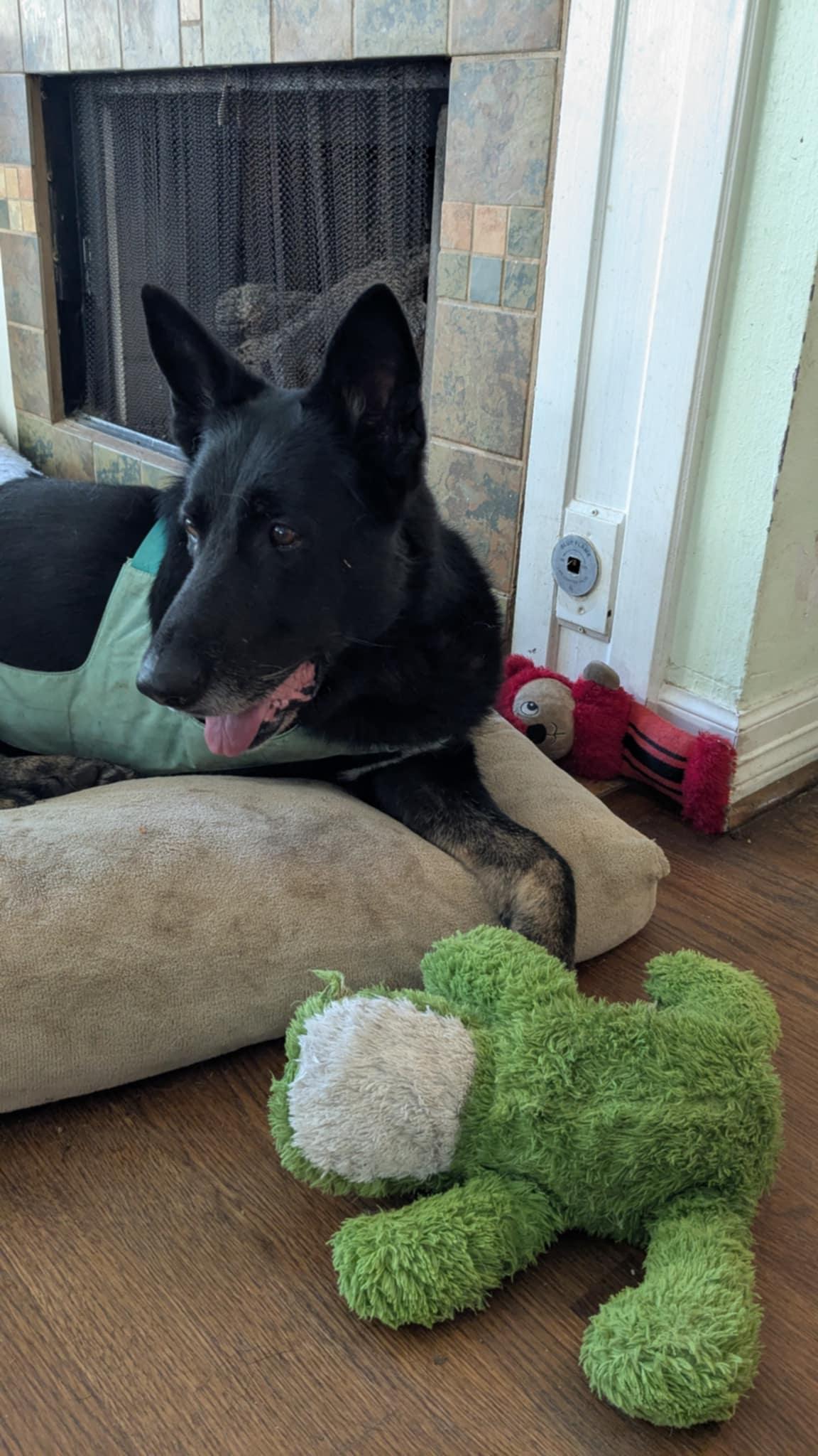 Woofy aka Mr. Resilient 3