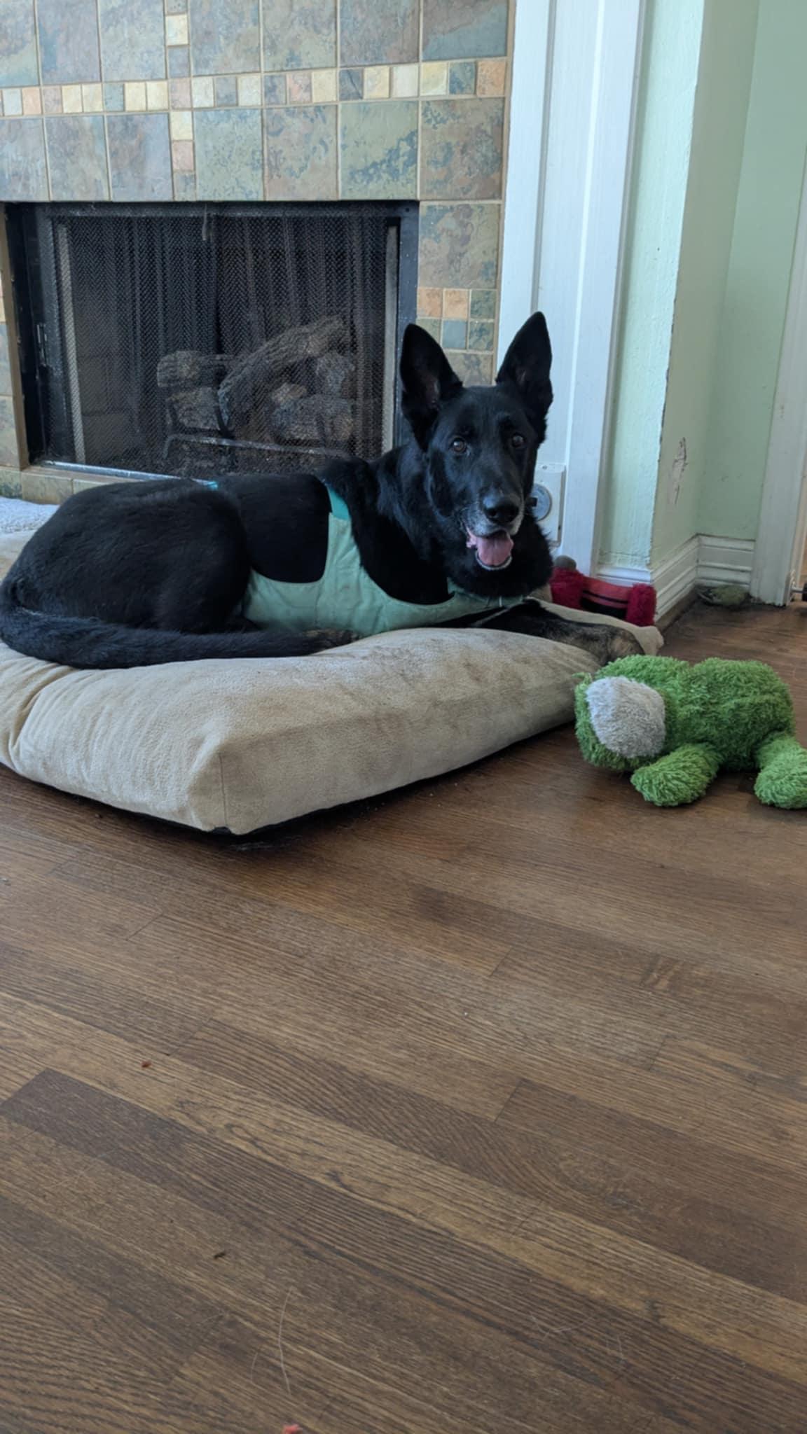 Woofy aka Mr. Resilient