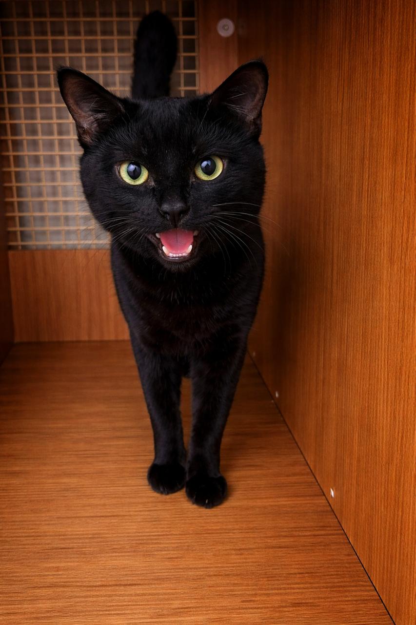 Abel, an adopted Domestic Short Hair in Los Angeles, CA image 2/6