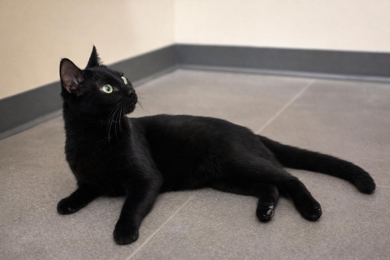 Abel, an adopted Domestic Short Hair in Los Angeles, CA image 4/6