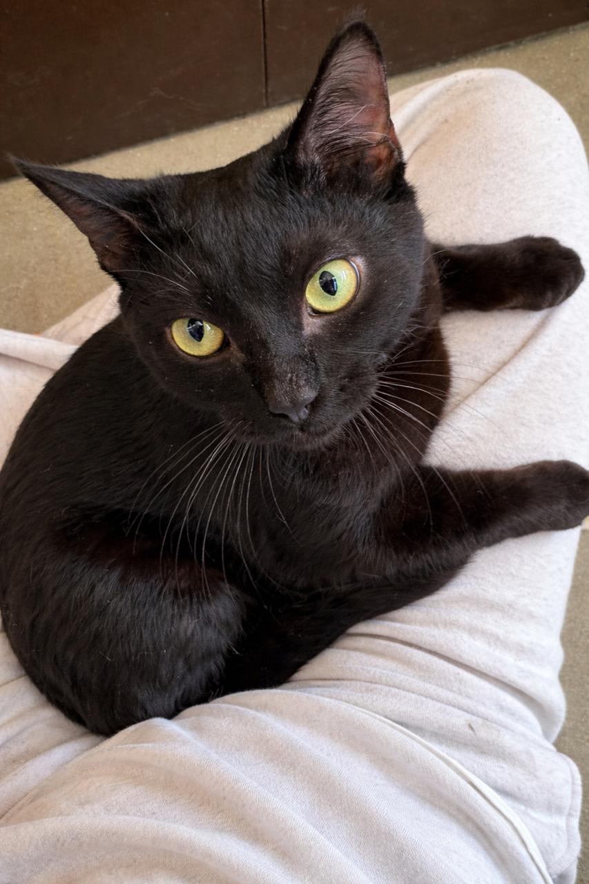 Abel, an adopted Domestic Short Hair in Los Angeles, CA image 5/6