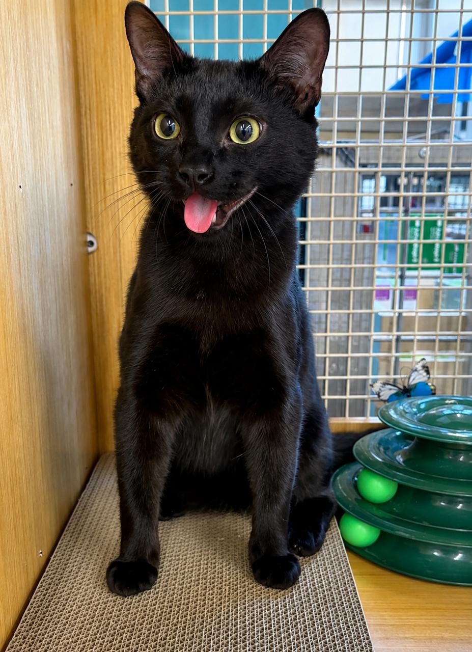 Abel, adopted, Young Male Domestic Short Hair.