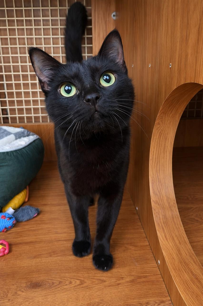 Abel, an adopted Domestic Short Hair in Los Angeles, CA image 3/6