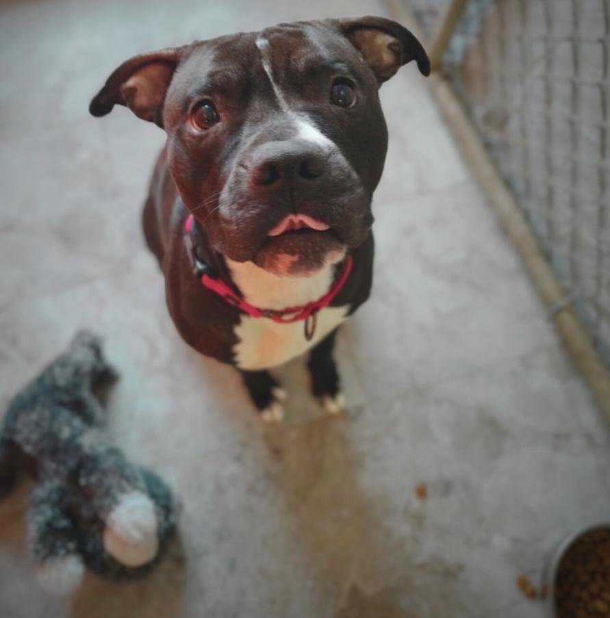 Enlarge SASSY ~ $0 Adoption Fee!, a Adoptable mixed breed in Rochester, IN image 1/4