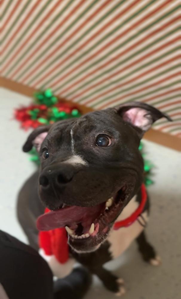Enlarge SASSY ~ $0 Adoption Fee!, a Adoptable mixed breed in Rochester, IN image 2/4