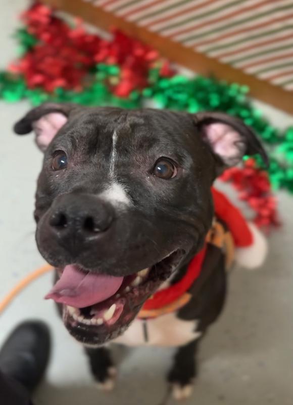 Enlarge SASSY ~ $0 Adoption Fee!, a Adoptable mixed breed in Rochester, IN image 3/4