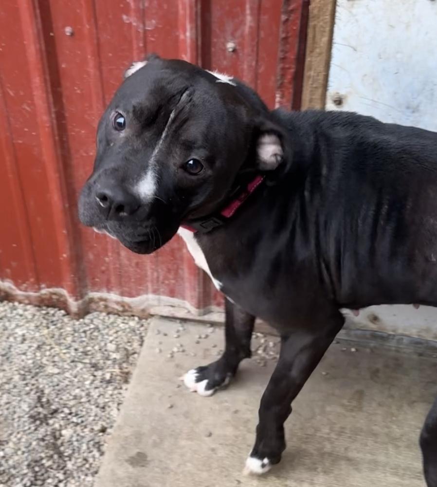 Enlarge SASSY ~ $0 Adoption Fee!, a Adoptable mixed breed in Rochester, IN image 4/4