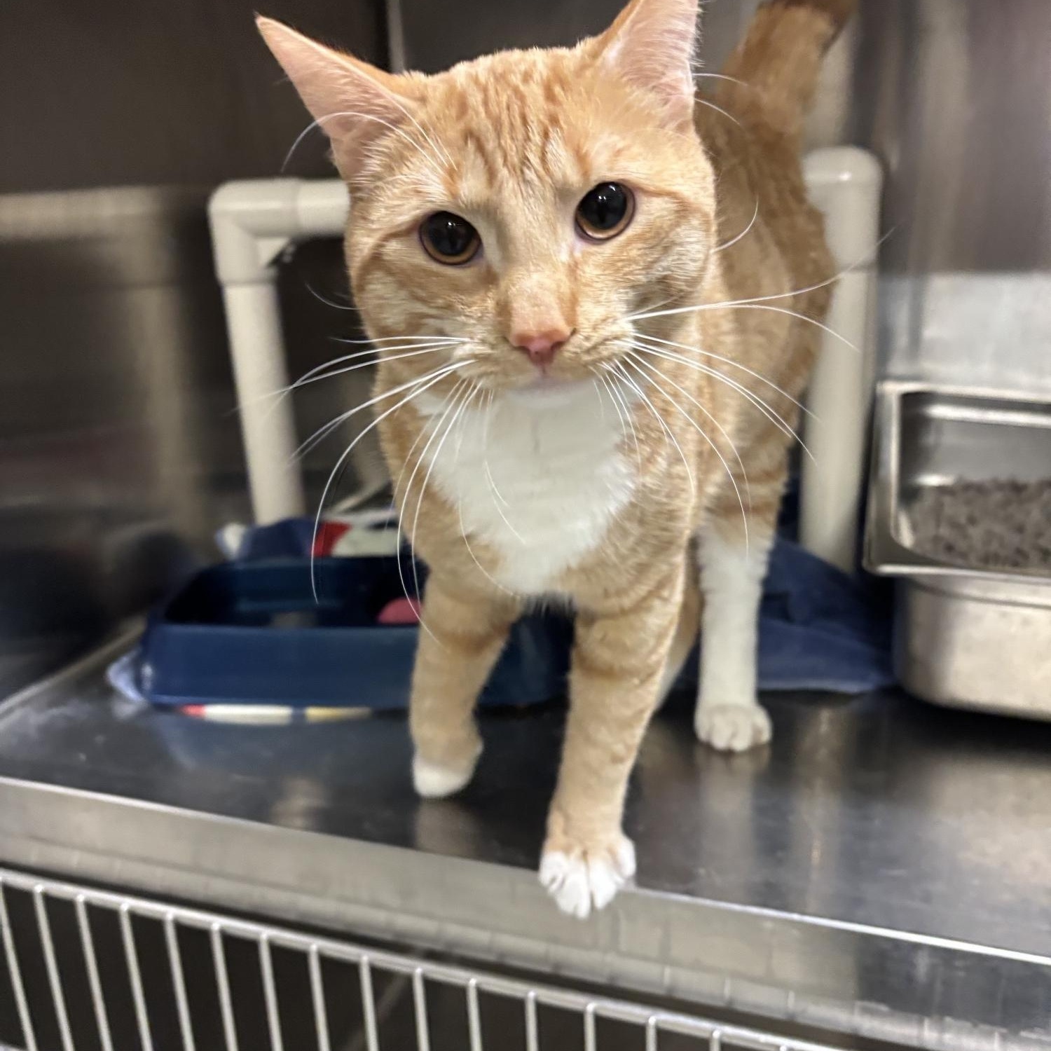 Enlarge Frank CS-012/26, a ADOPTABLE Domestic Short Hair in Burlington, ON image 2/2