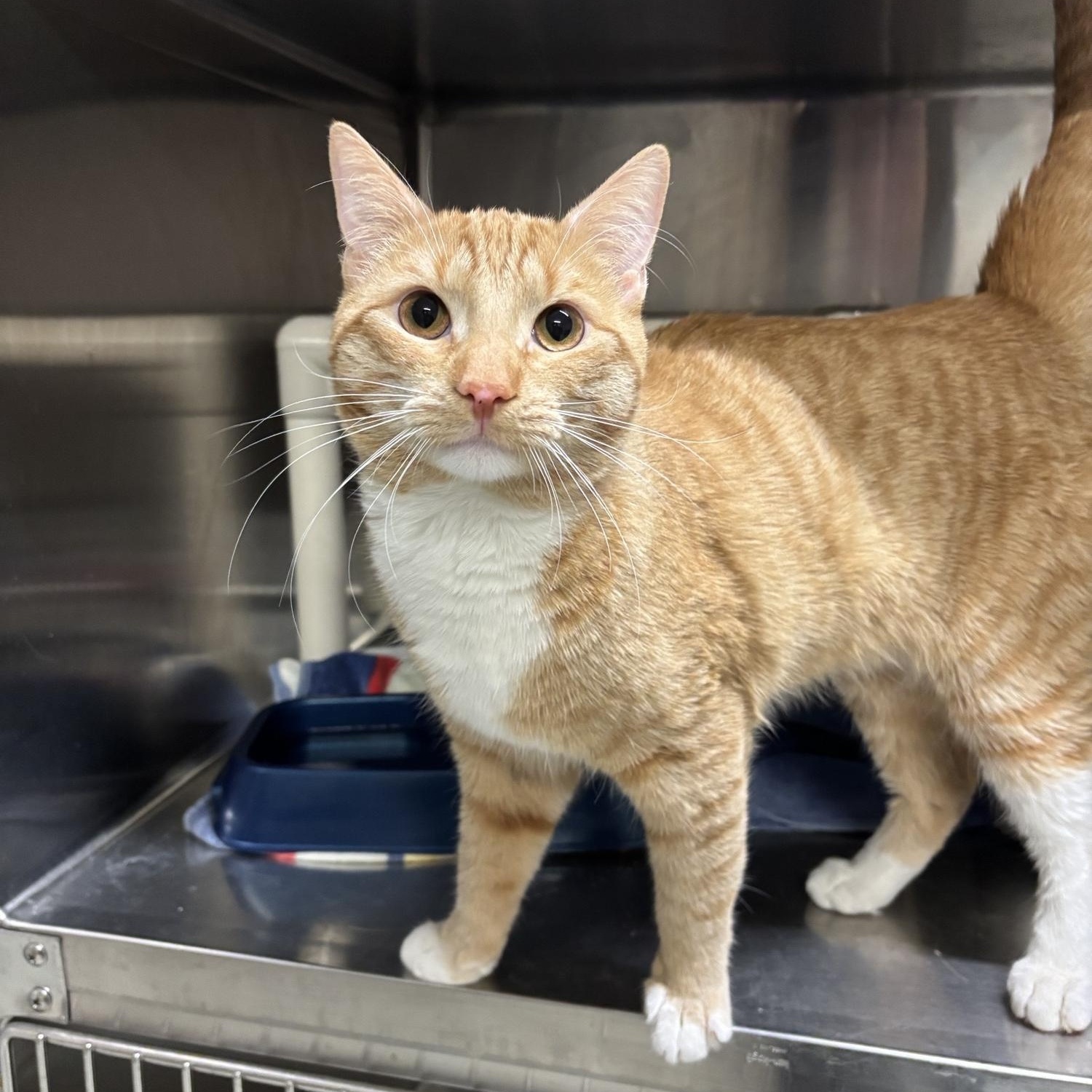 Frank CS-012/26, ADOPTABLE, Adult Male Domestic Short Hair.