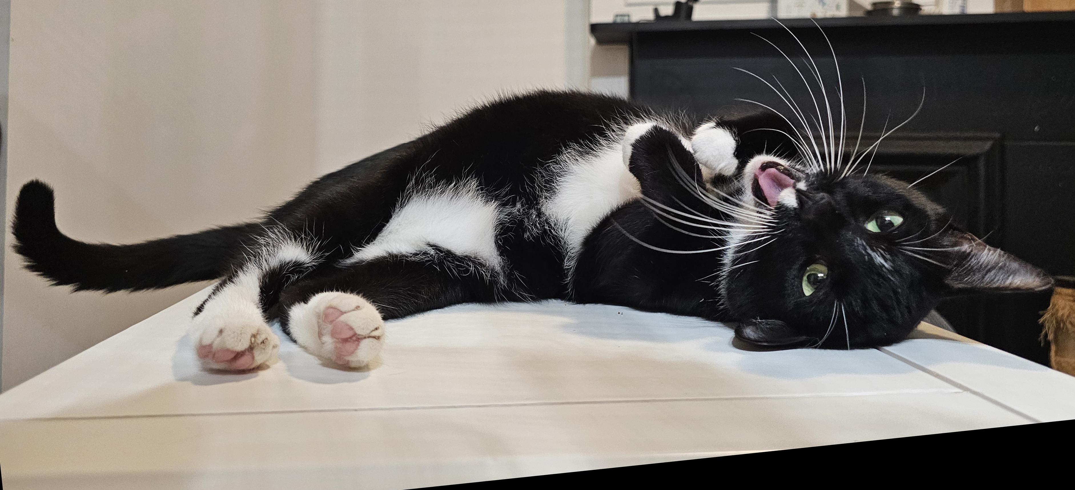 Enlarge Kuti, a Adoptable Domestic Short Hair in Brooklyn, NY image 4/6