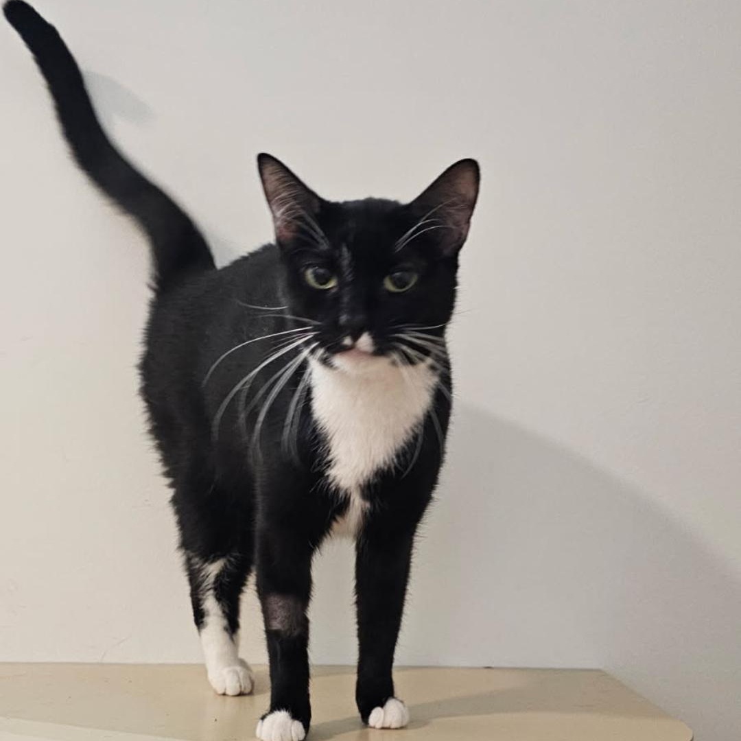Enlarge Kuti, a Adoptable Domestic Short Hair in Brooklyn, NY image 4/6