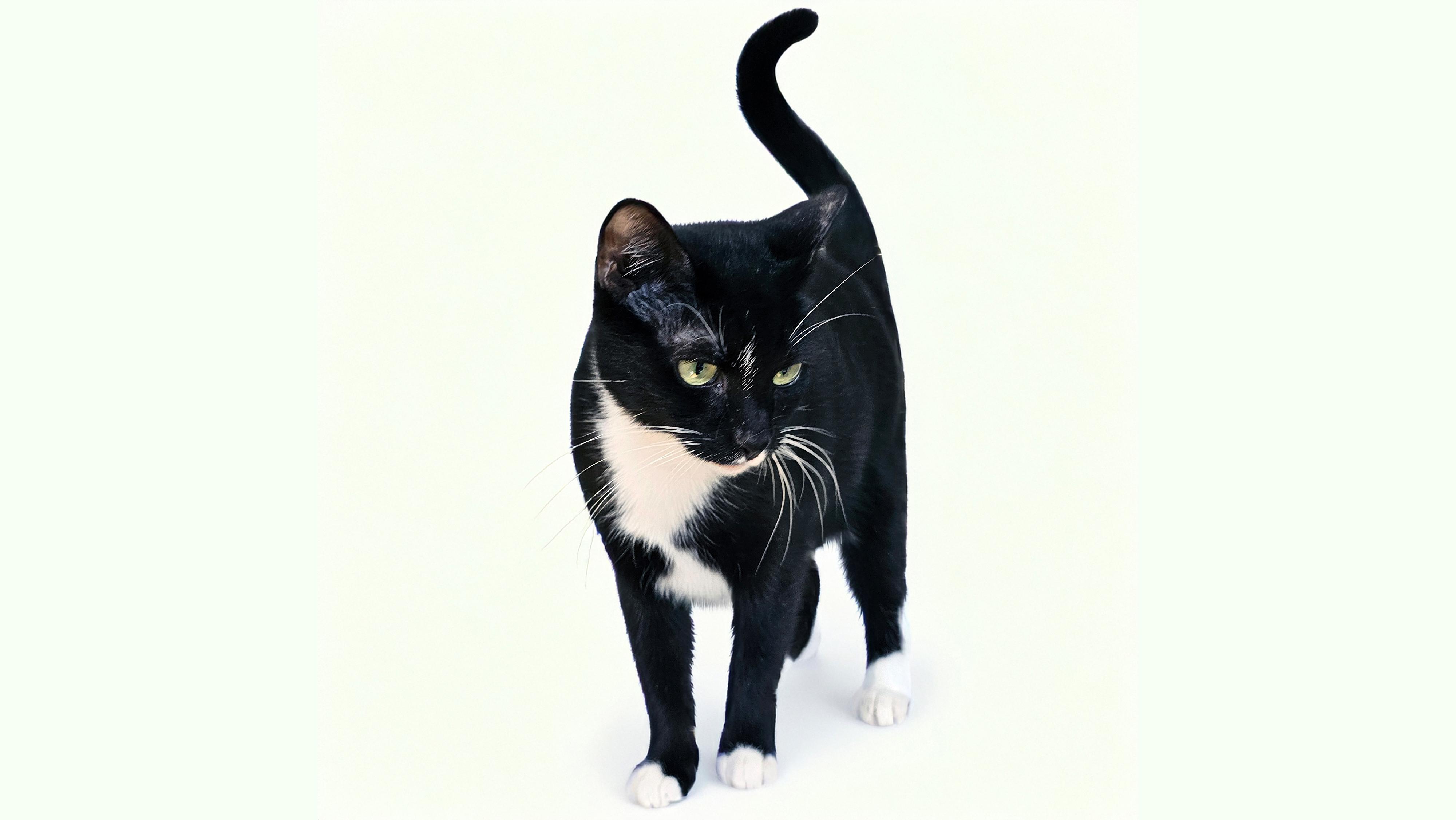 Enlarge Kuti, a Adoptable Domestic Short Hair in Brooklyn, NY image 3/6