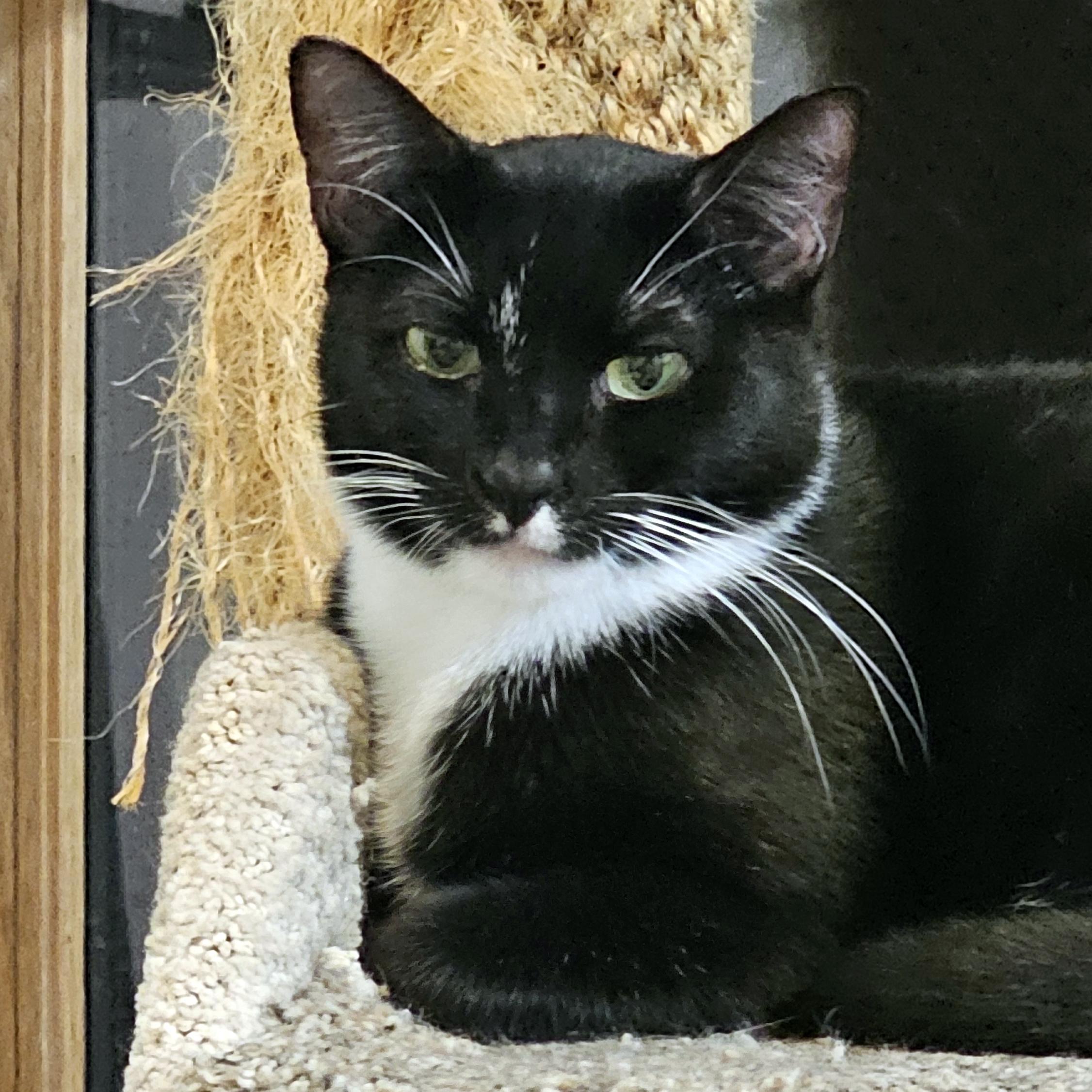 Enlarge Kuti, a Adoptable Domestic Short Hair in Brooklyn, NY image 5/6