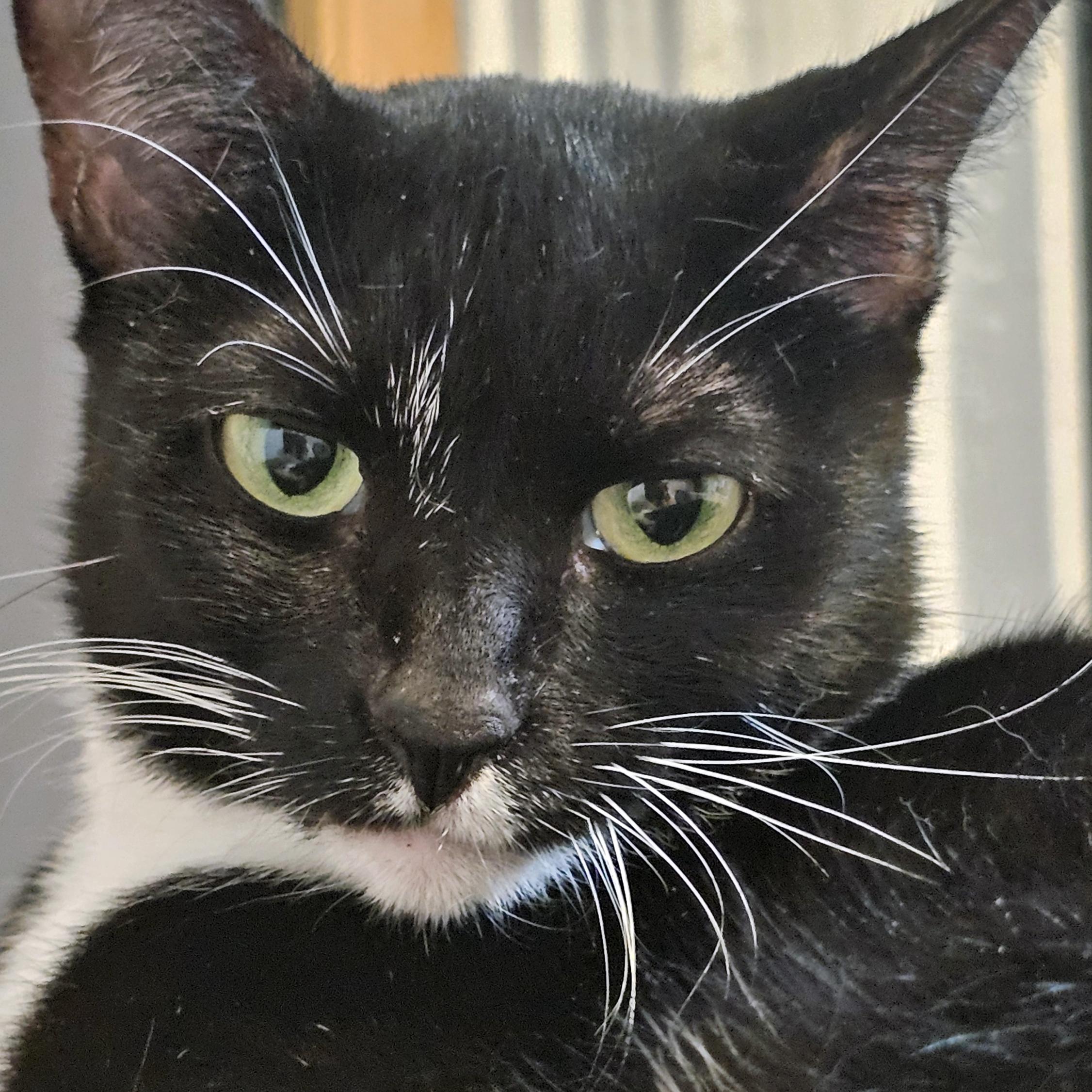 Enlarge Kuti, a Adoptable Domestic Short Hair in Brooklyn, NY image 1/6