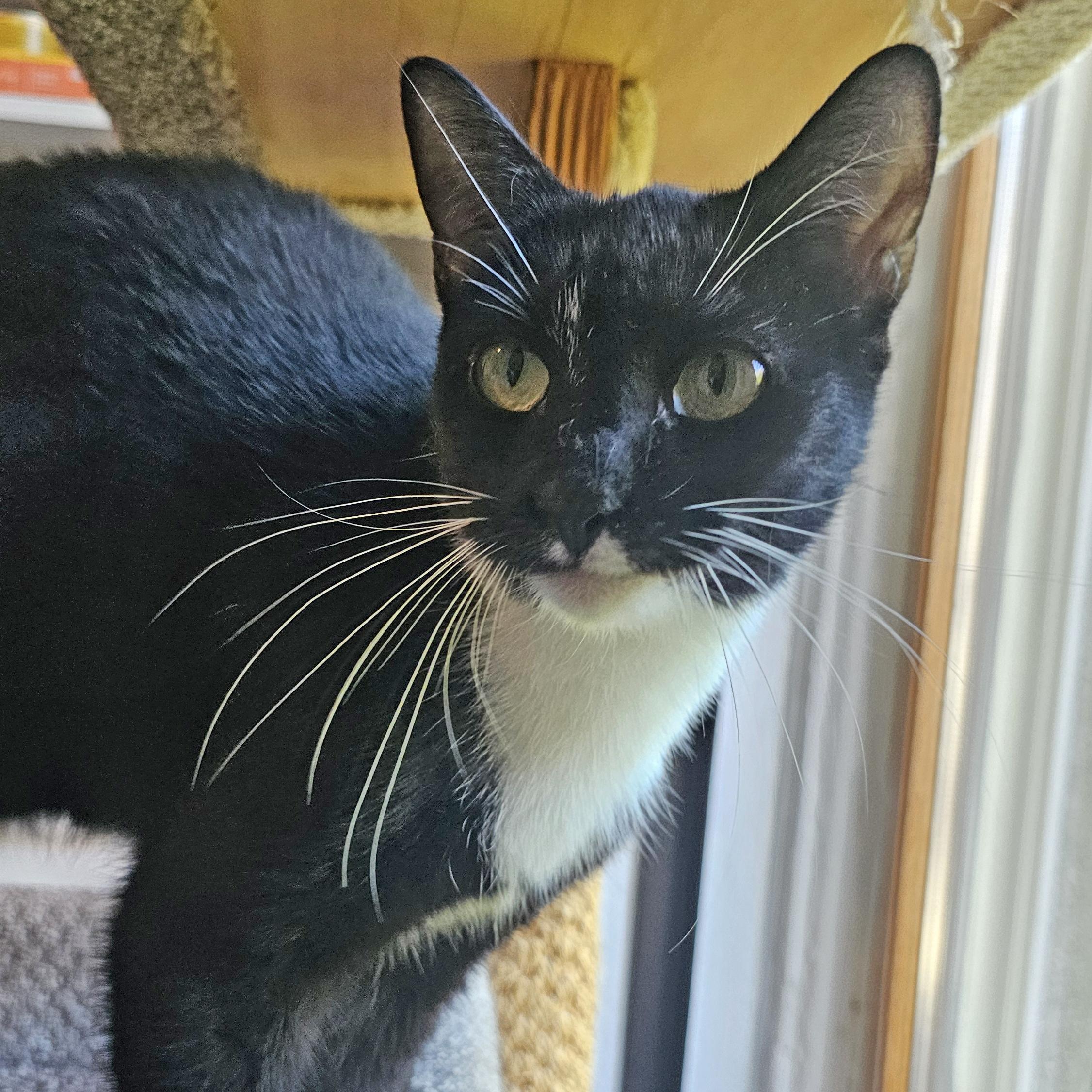 Enlarge Kuti, a Adoptable Domestic Short Hair in Brooklyn, NY image 3/6