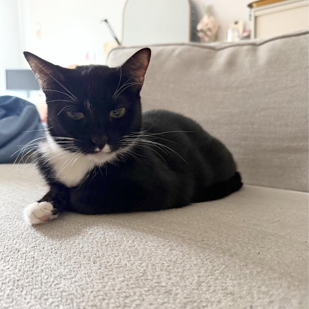 Enlarge Kuti, a Adoptable Domestic Short Hair in Brooklyn, NY image 6/6