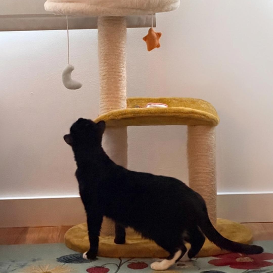 Enlarge Kuti, a Adoptable Domestic Short Hair in Brooklyn, NY image 5/6