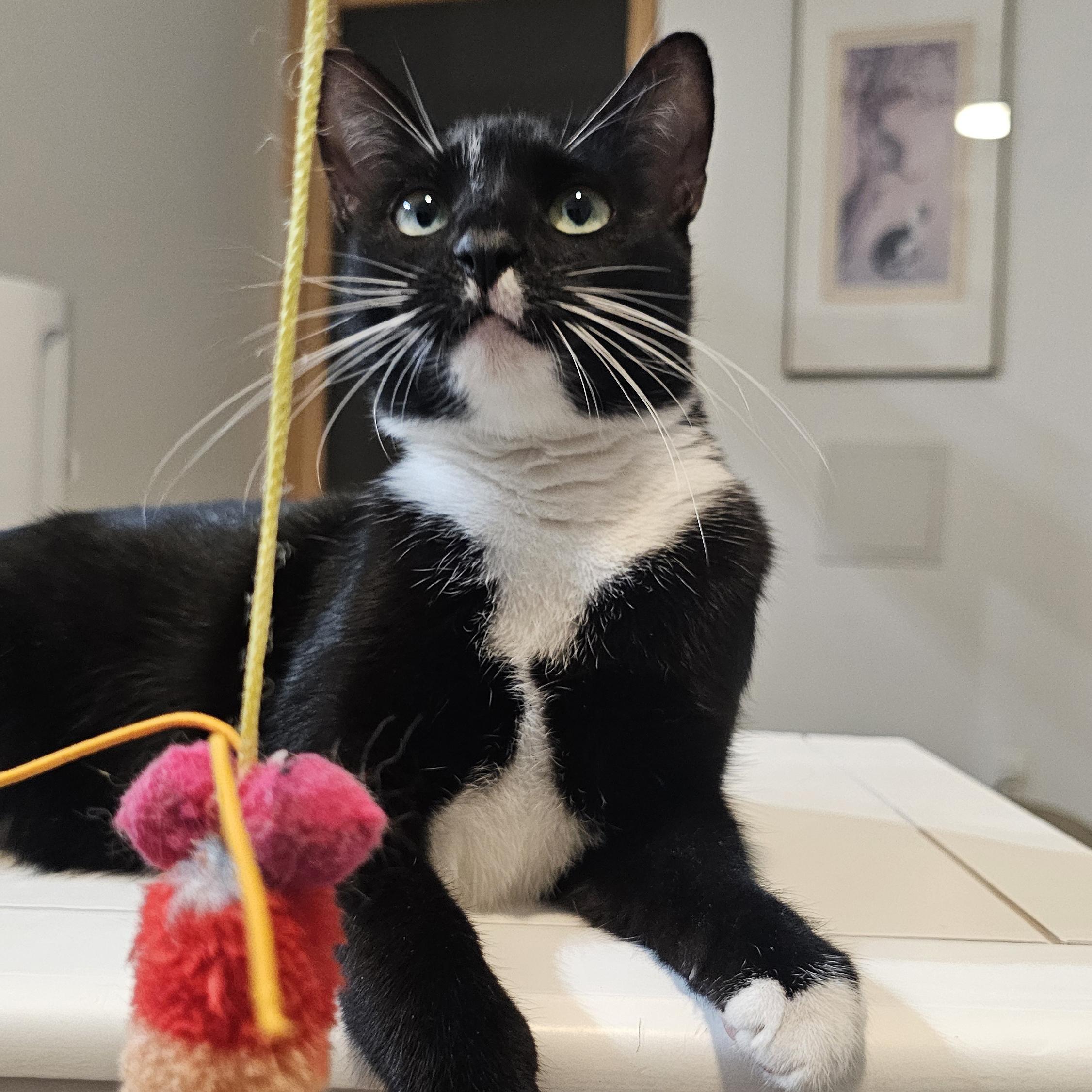 Enlarge Kuti, a Adoptable Domestic Short Hair in Brooklyn, NY image 6/6