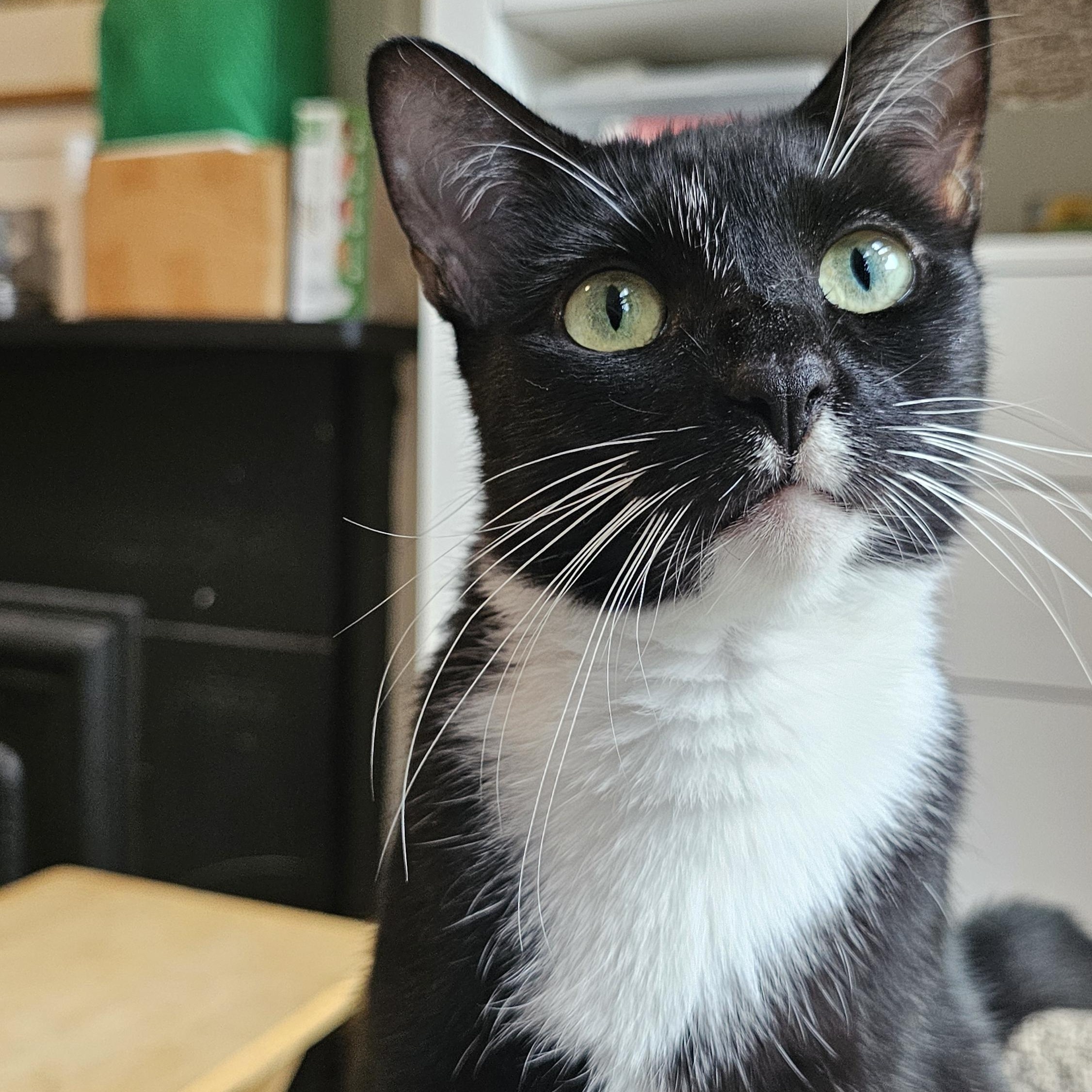 Enlarge Kuti, a Adoptable Domestic Short Hair in Brooklyn, NY image 2/6