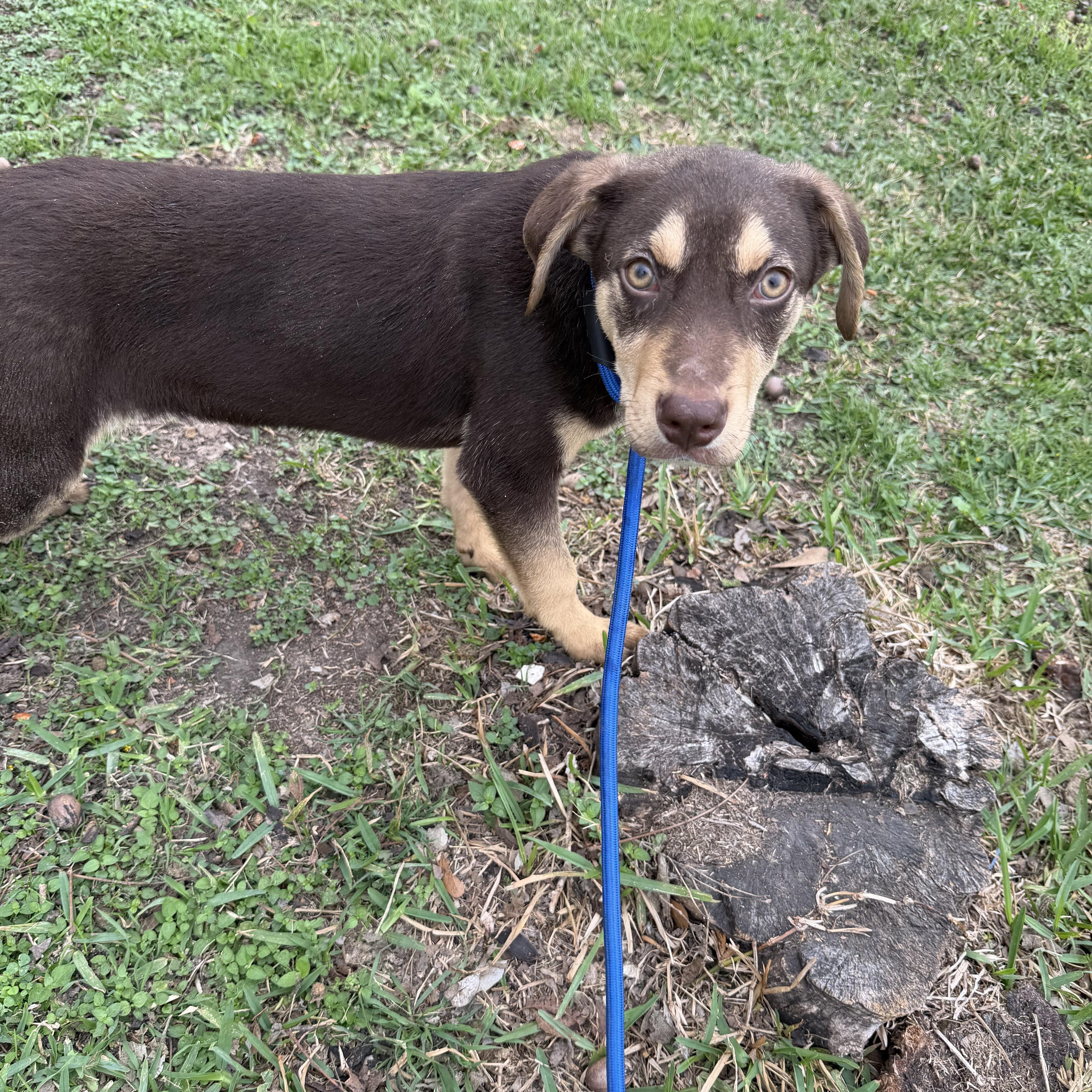 Abel, a ADOPTABLE mixed breed in Westerly, RI image 2/3