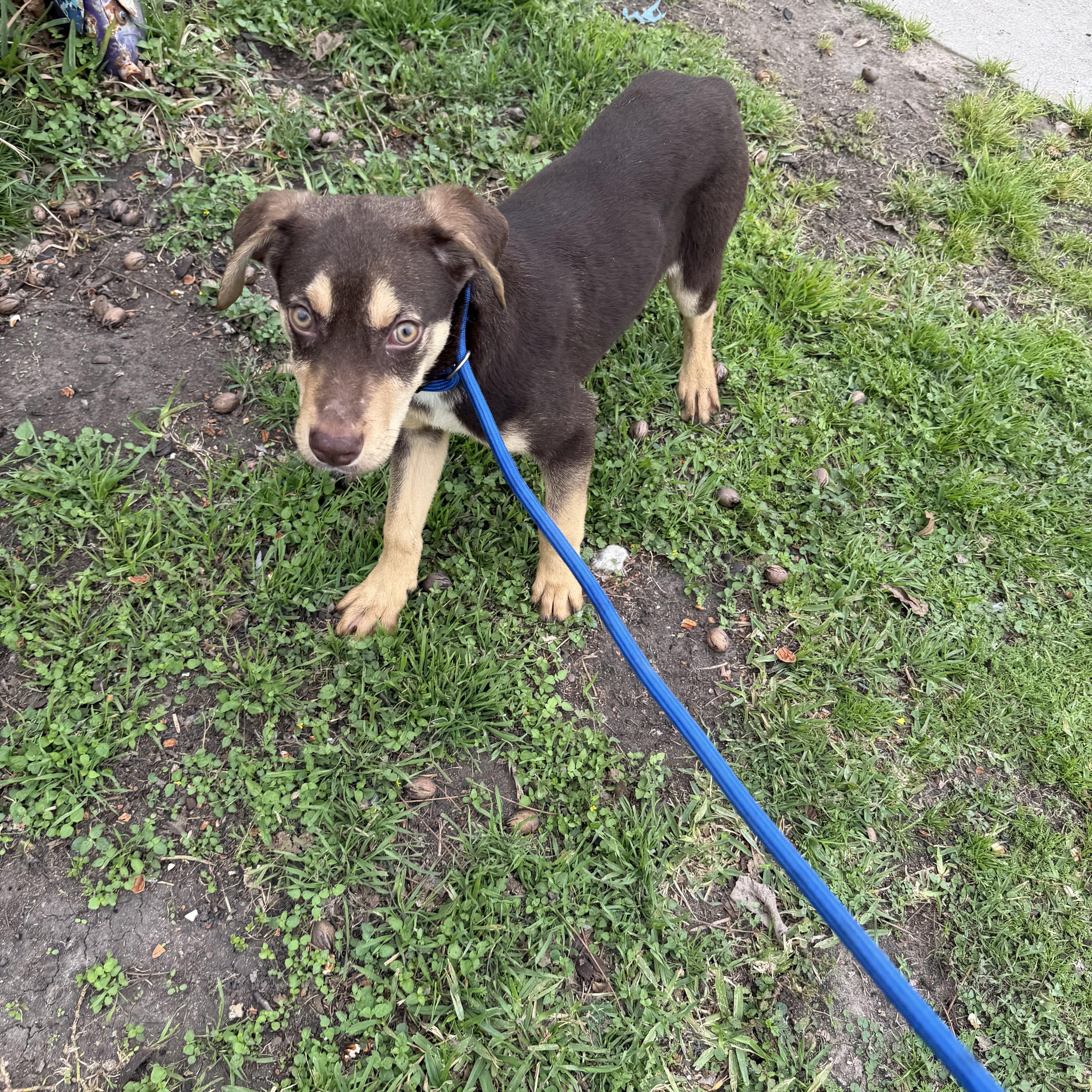 Abel, ADOPTABLE, Young Male Labrador Retriever.