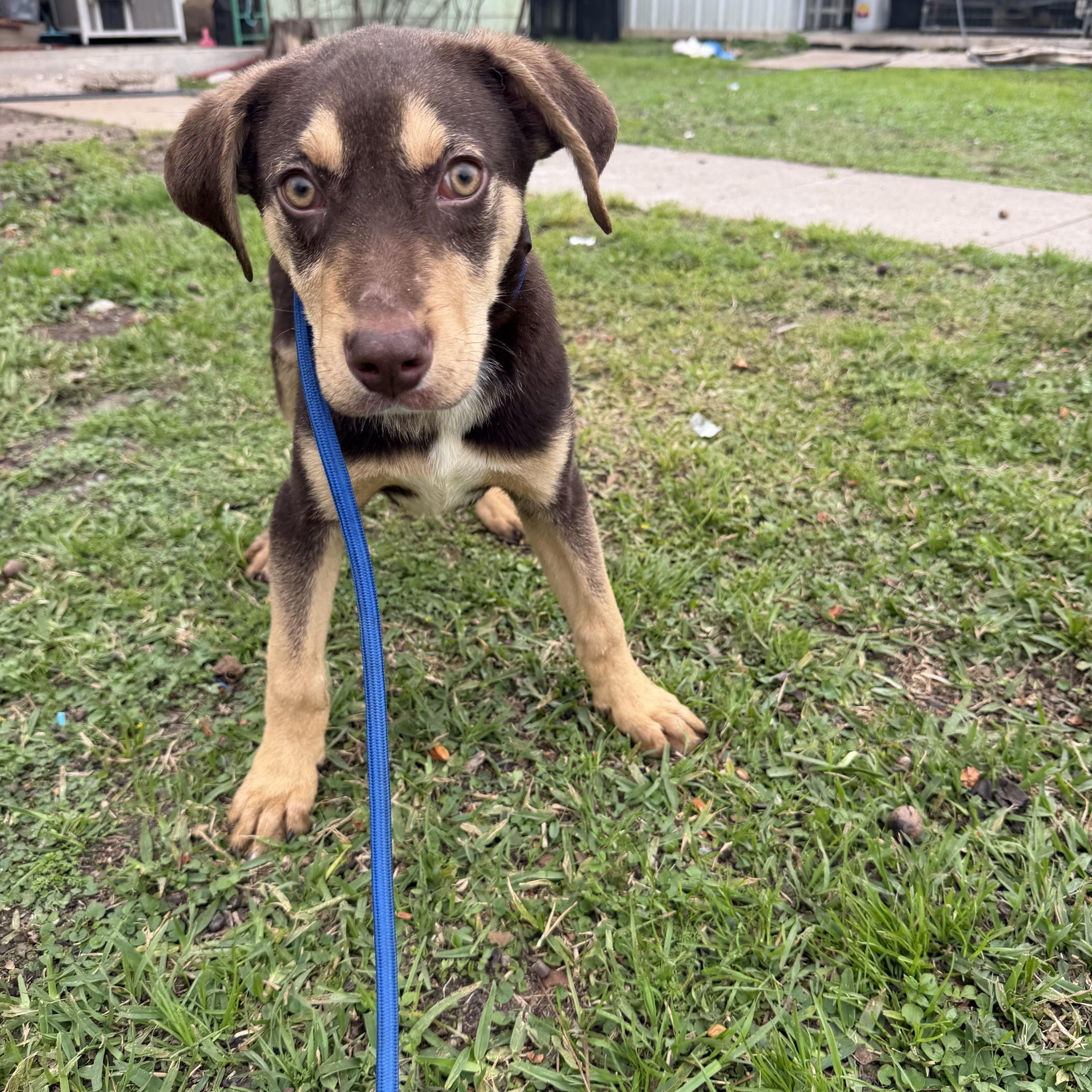 Abel, a ADOPTABLE mixed breed in Westerly, RI image 3/3