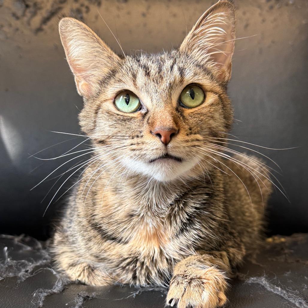 Jessie, Adoptable, Young Female Domestic Short Hair.