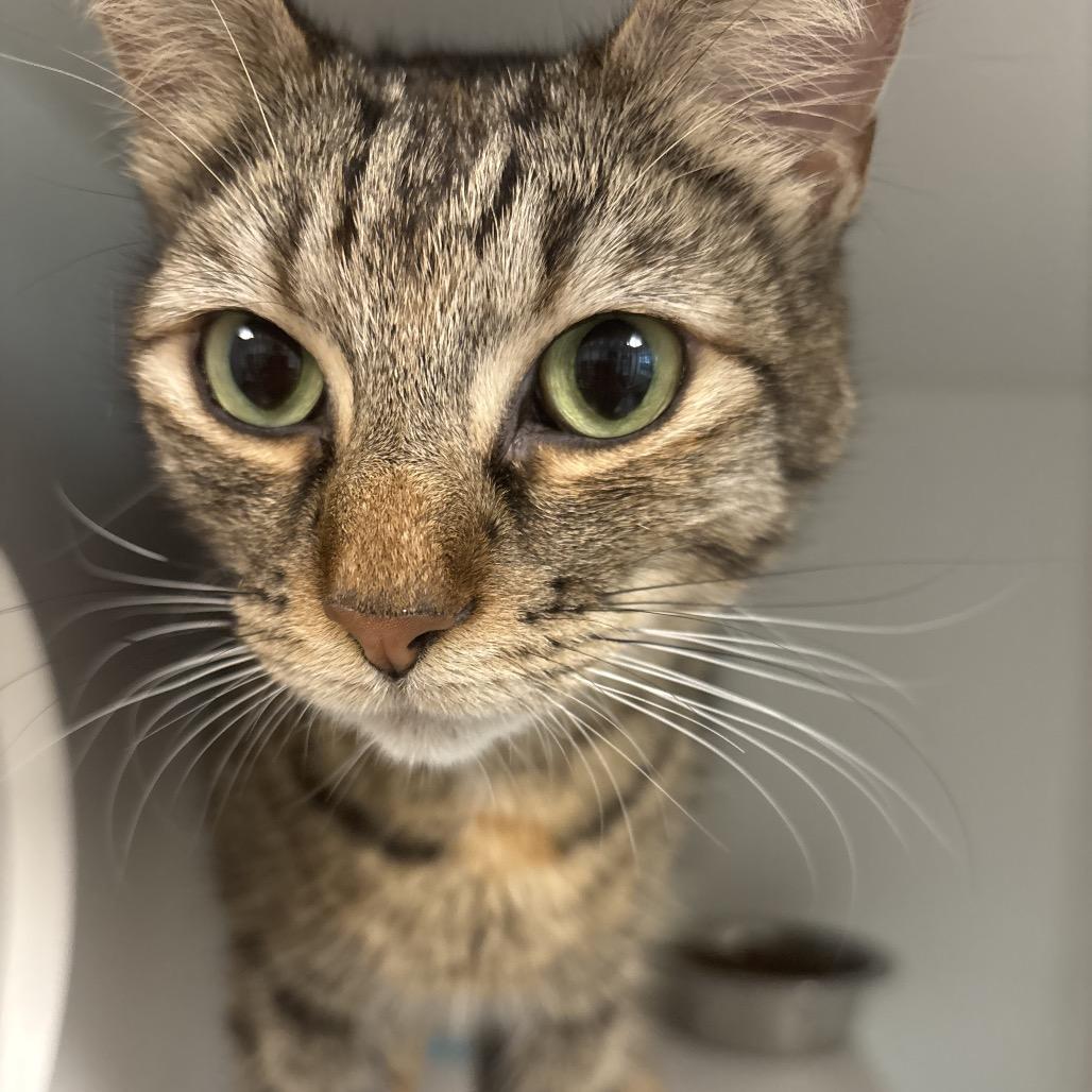 Enlarge Jessie, a Adoptable Domestic Short Hair in Tulsa, OK image 2/3