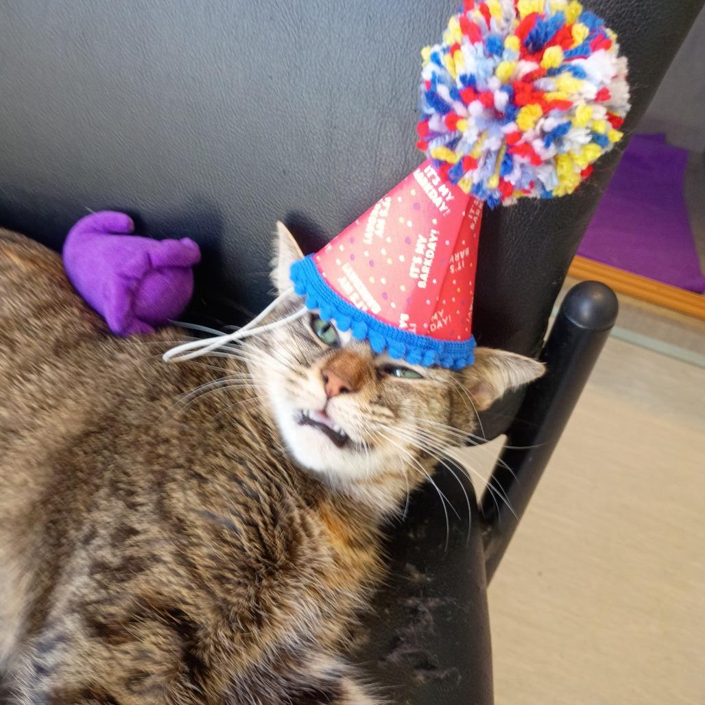 Enlarge Jessie, a Adoptable Domestic Short Hair in Tulsa, OK image 3/3