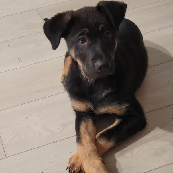 Enlarge Ace, a Adopted mixed breed in Los Angeles, CA image 1/6