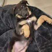 Enlarge Ace, a Adopted mixed breed in Los Angeles, CA image 3/6