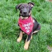 Enlarge Ace, a Adopted mixed breed in Los Angeles, CA image 4/6